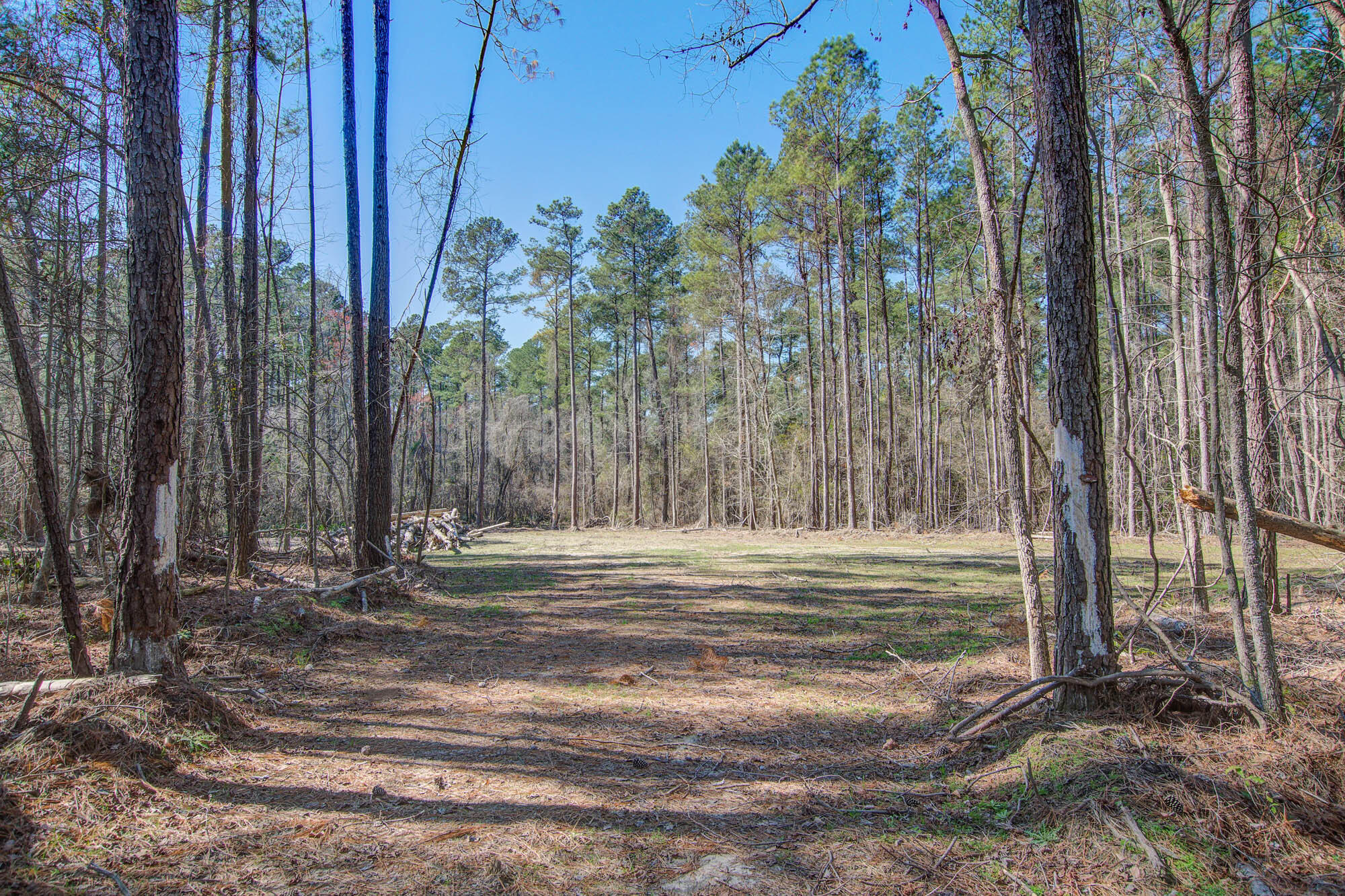 1203 Red Buckeye Court