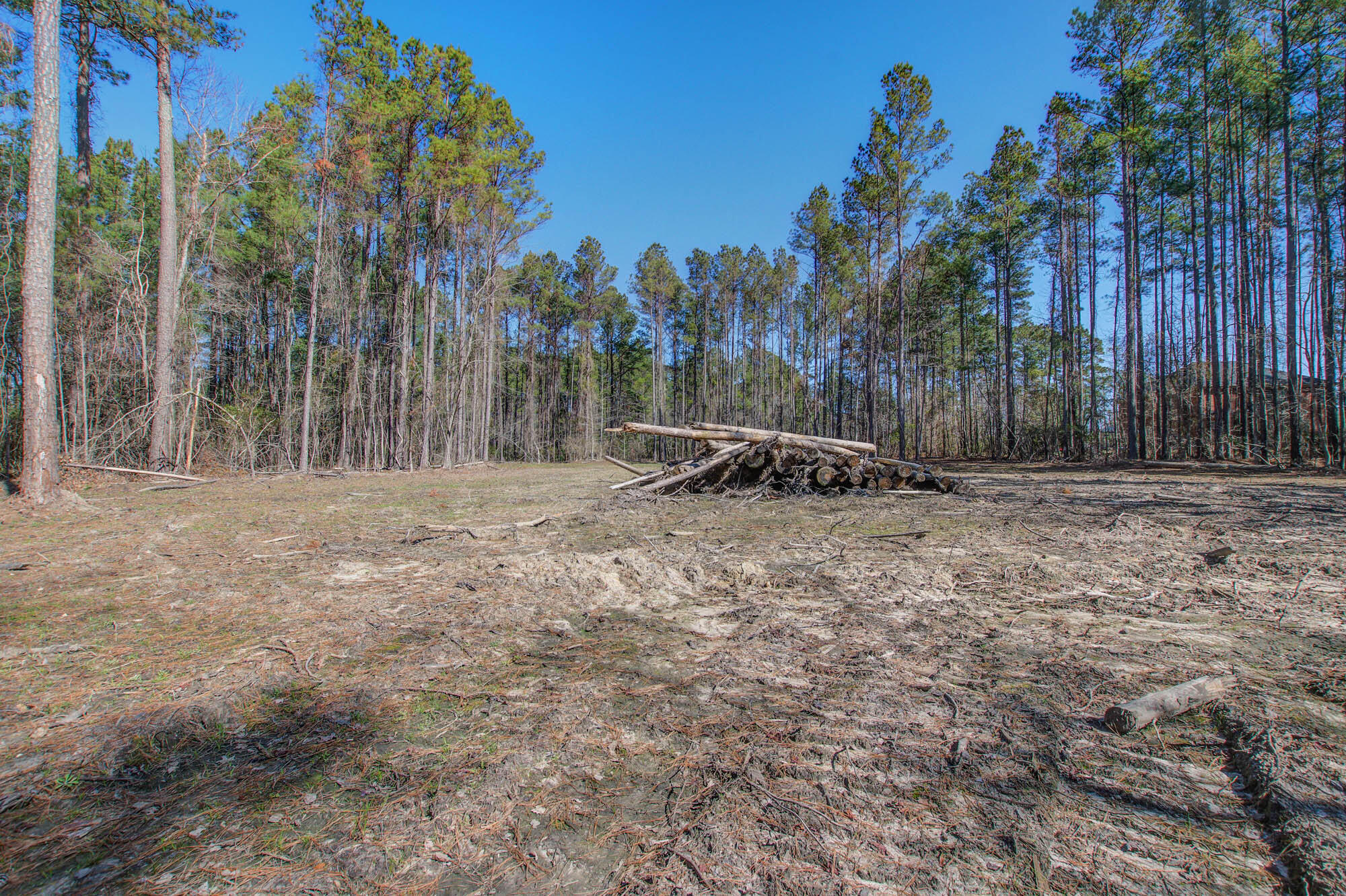 1203 Red Buckeye Court