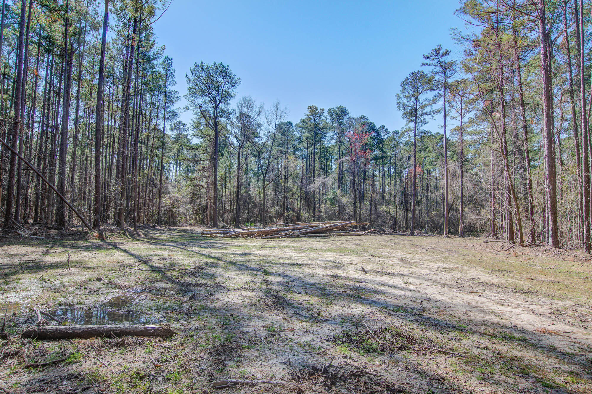 1203 Red Buckeye Court