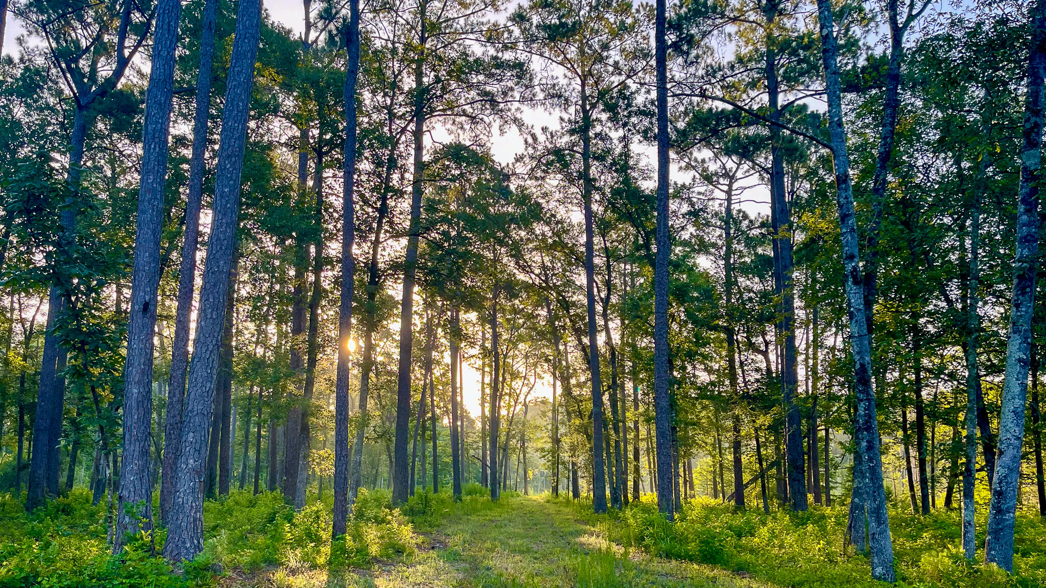 1515 7 Mile Road, McClellanville