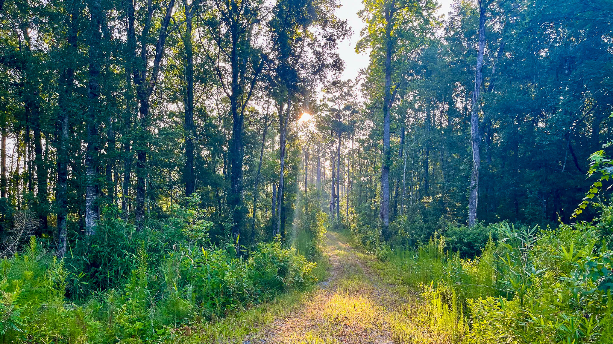 1515 7 Mile Road, McClellanville