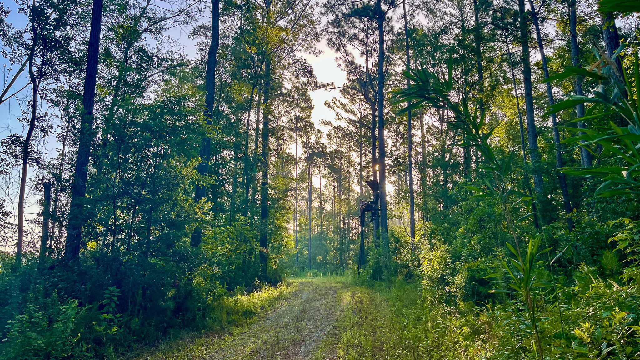 1515 7 Mile Road, McClellanville