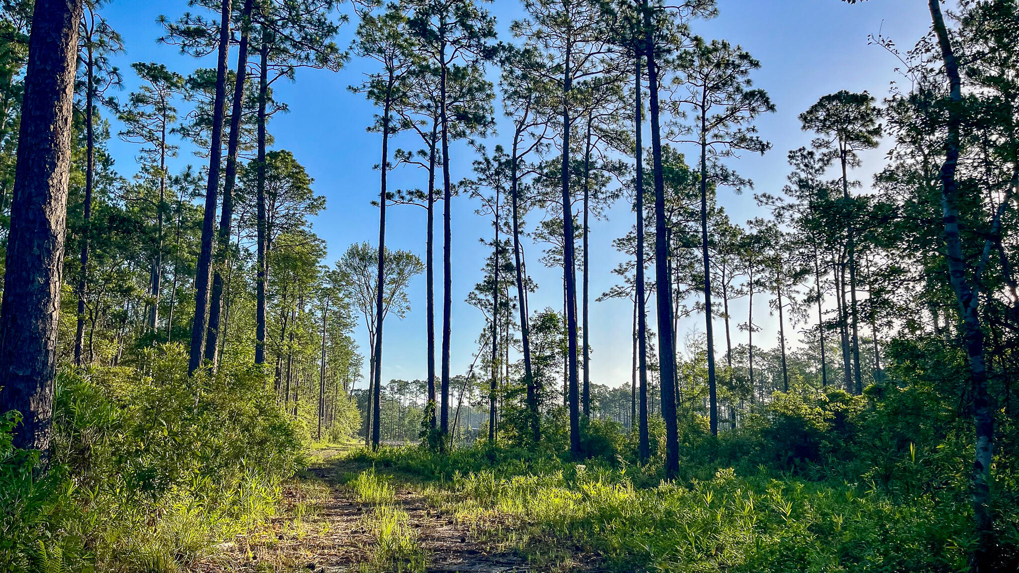 1515 7 Mile Road, McClellanville