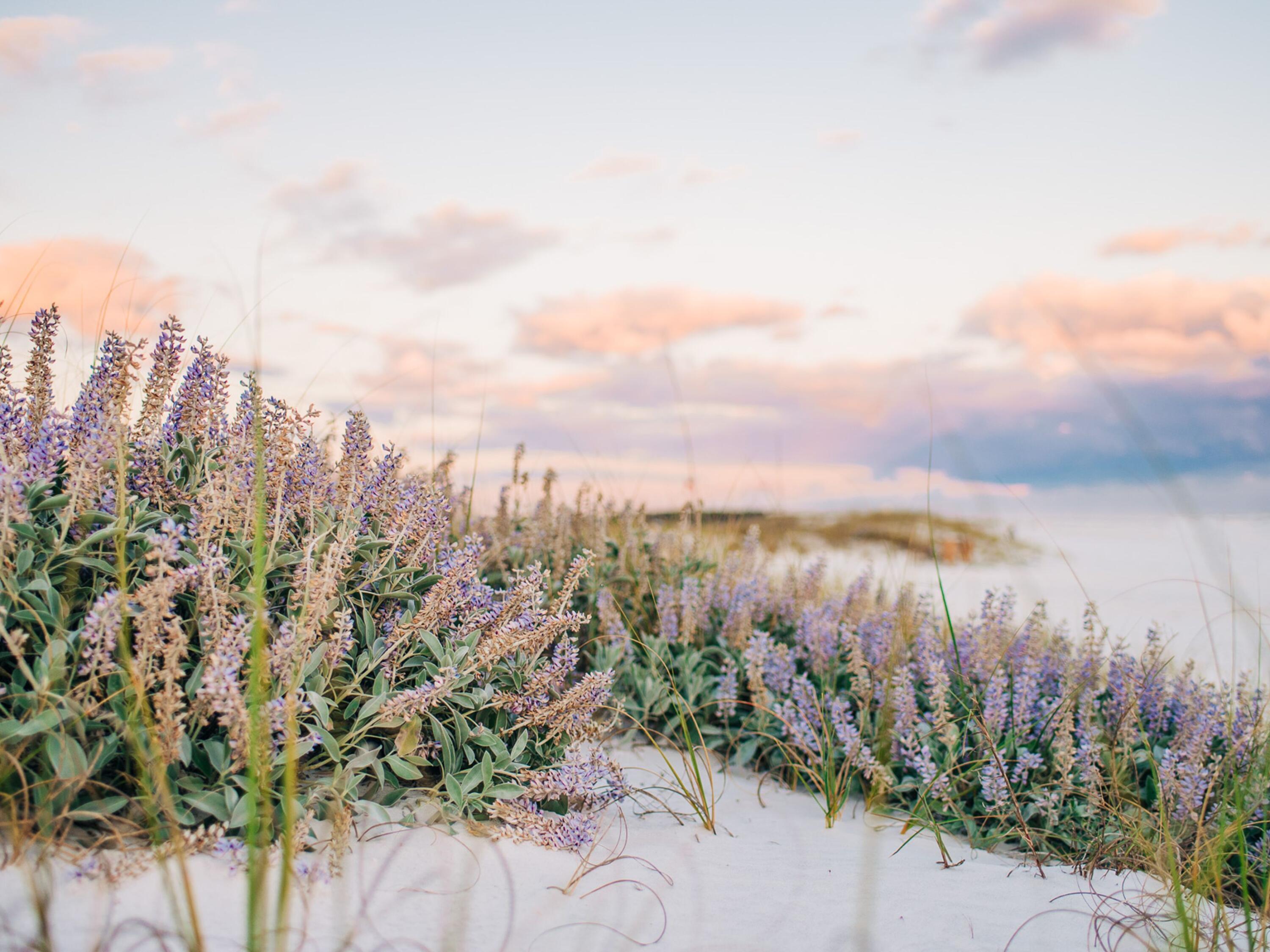 15 W Lupin Beach Drive