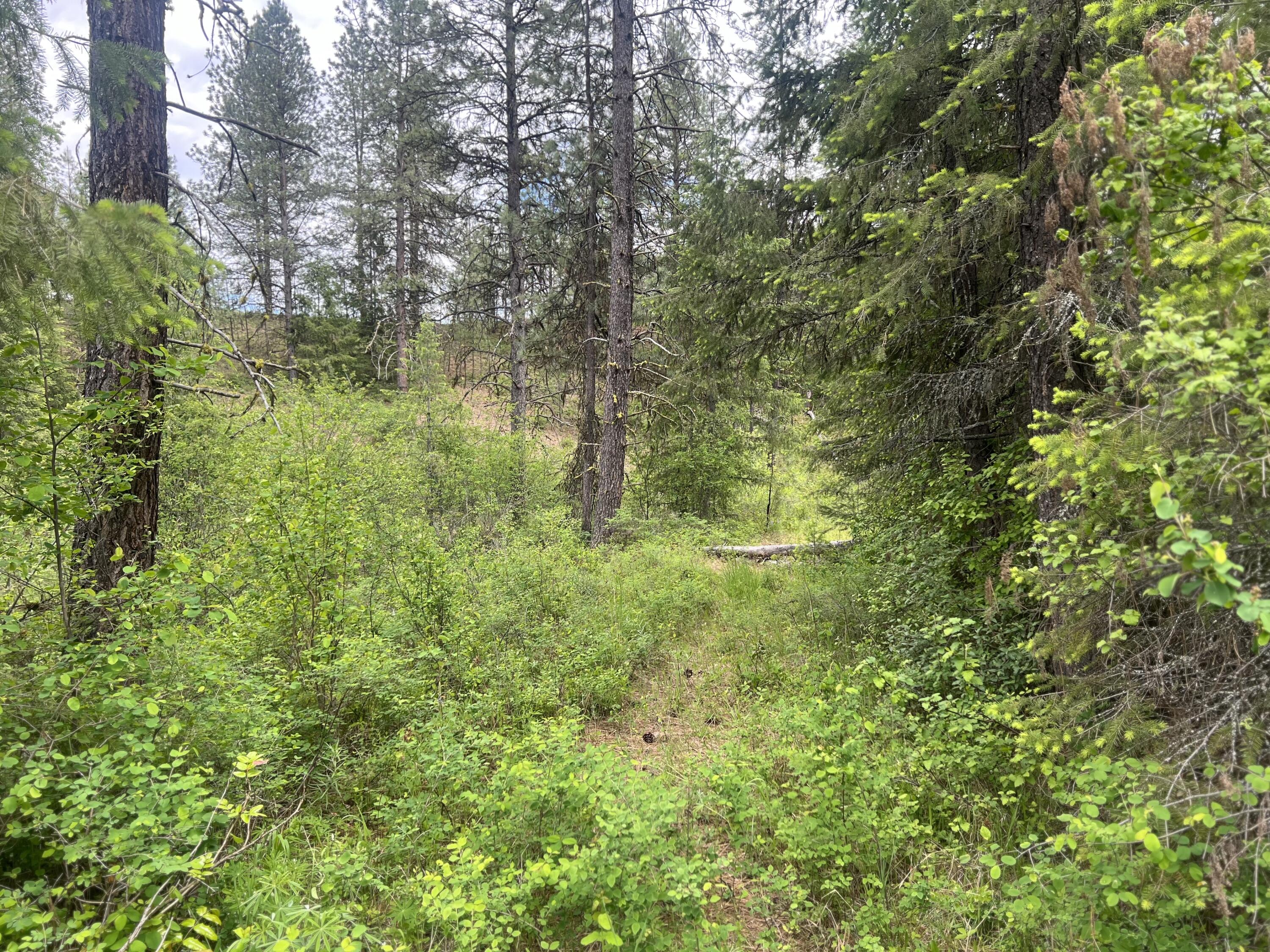 16 SPRING LOOP