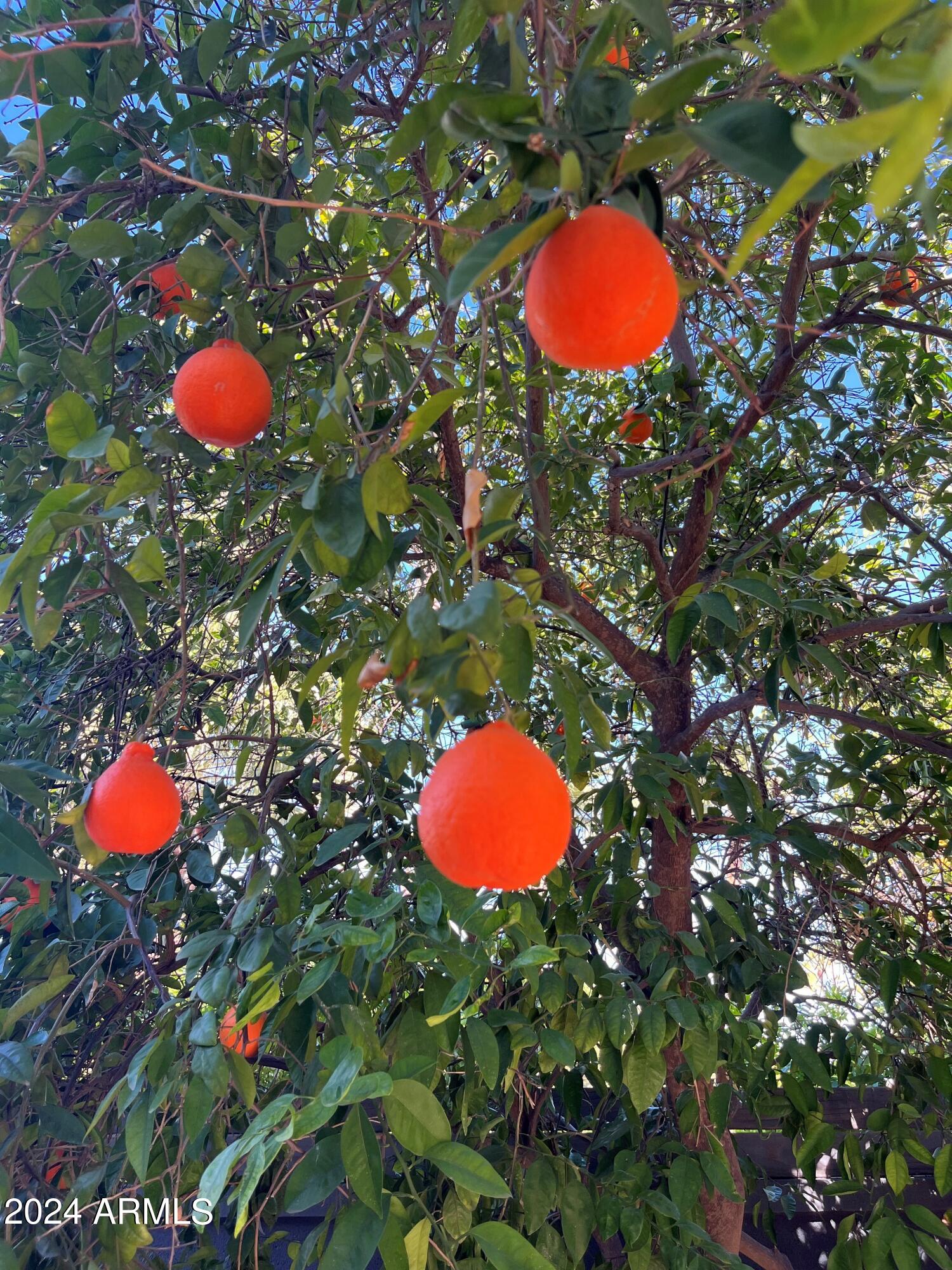 8634 E MACKENZIE Drive