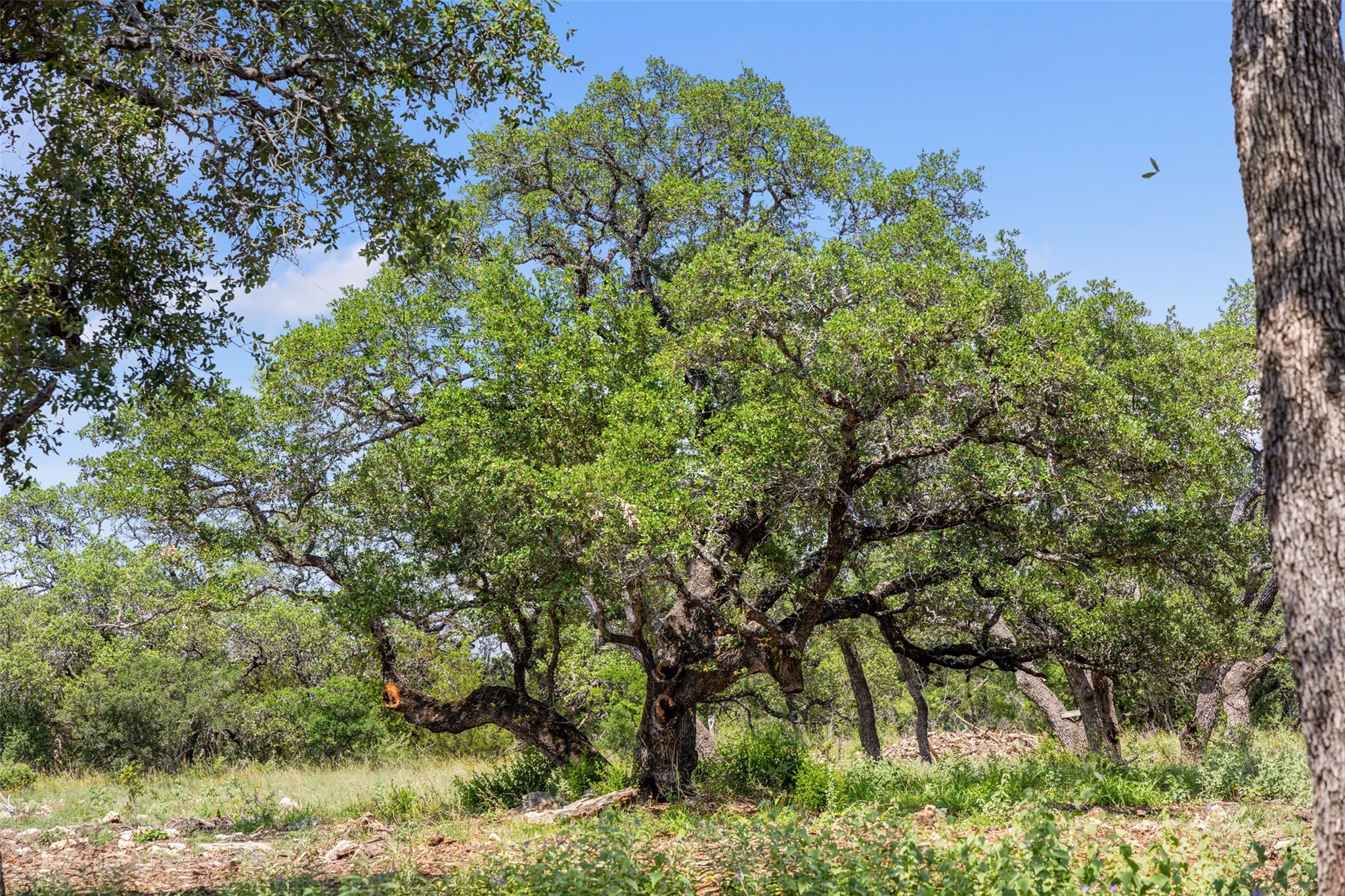 Lot 7 Pedernales Canyon TRL Lot 7