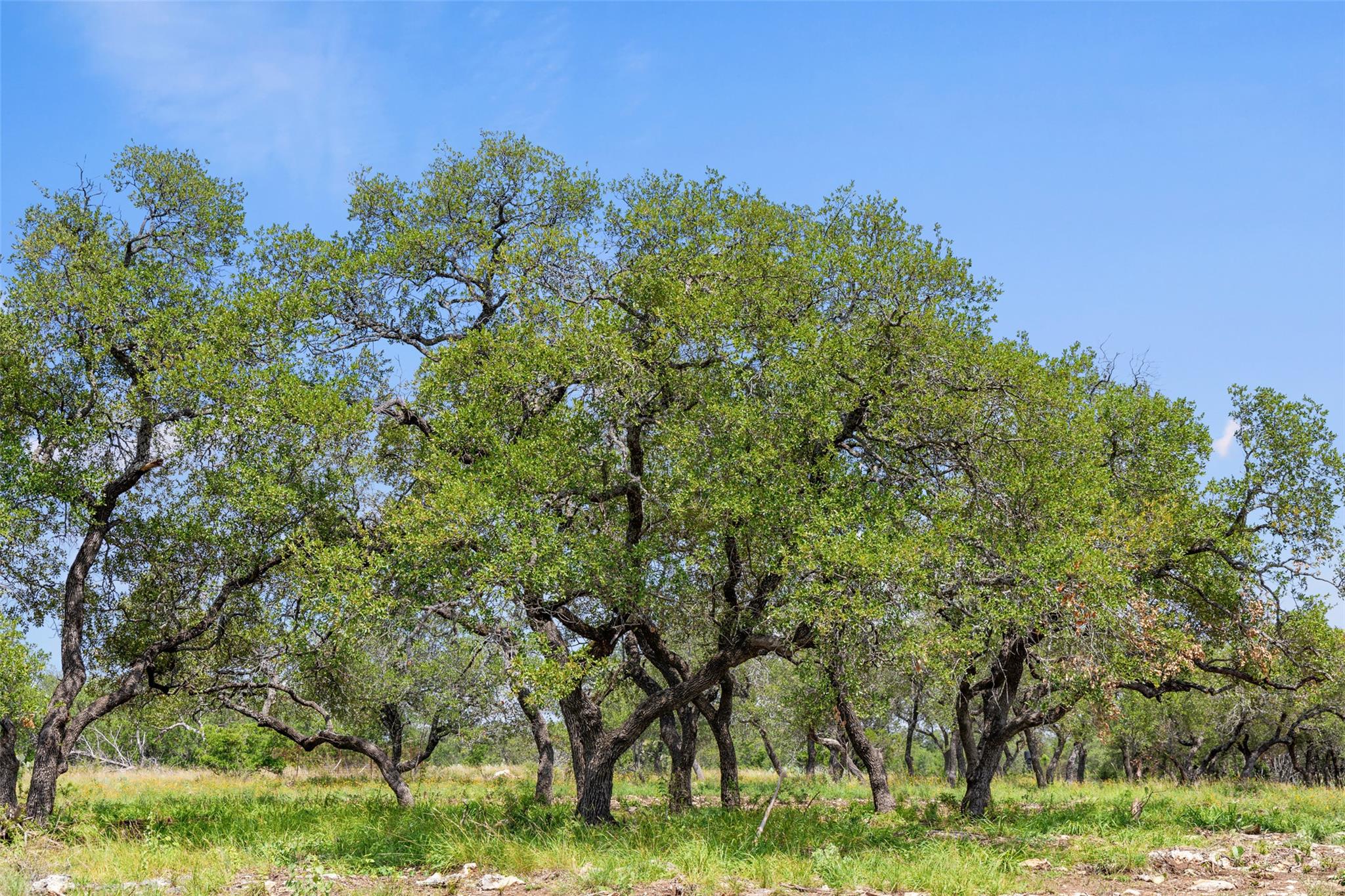 Lot 7 Pedernales Canyon TRL Lot 7