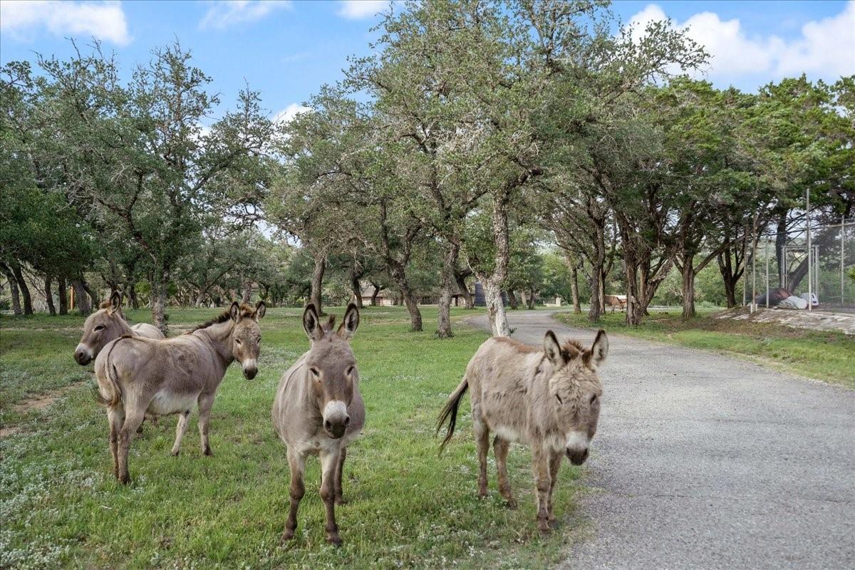 24900 Pedernales Canyon TRL