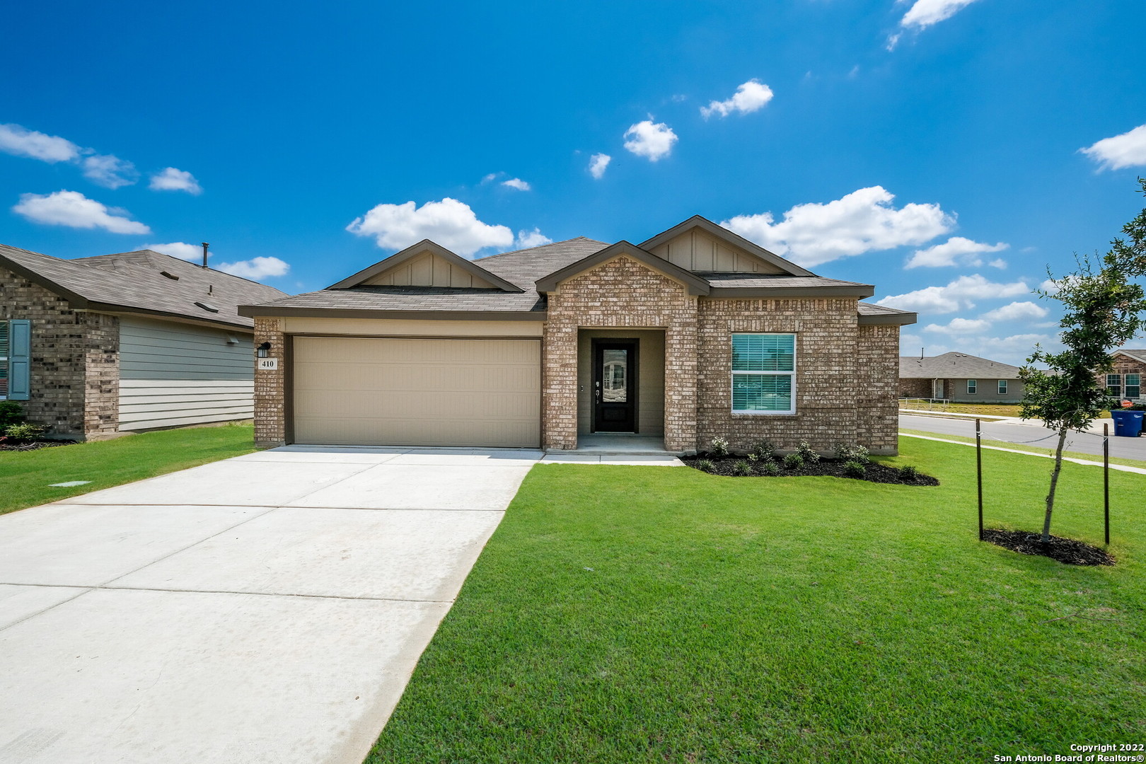 5955 American Elm