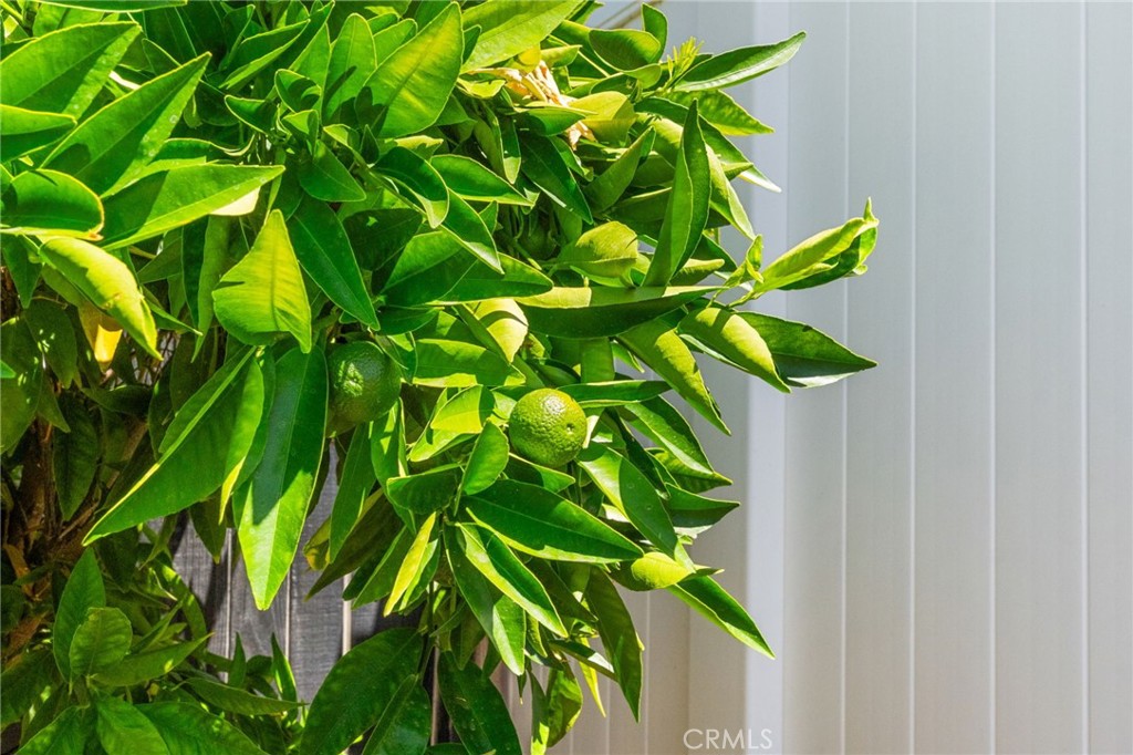 39669 Candy Apple Way