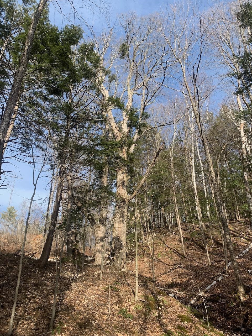 00 Brownsville Hartland Road