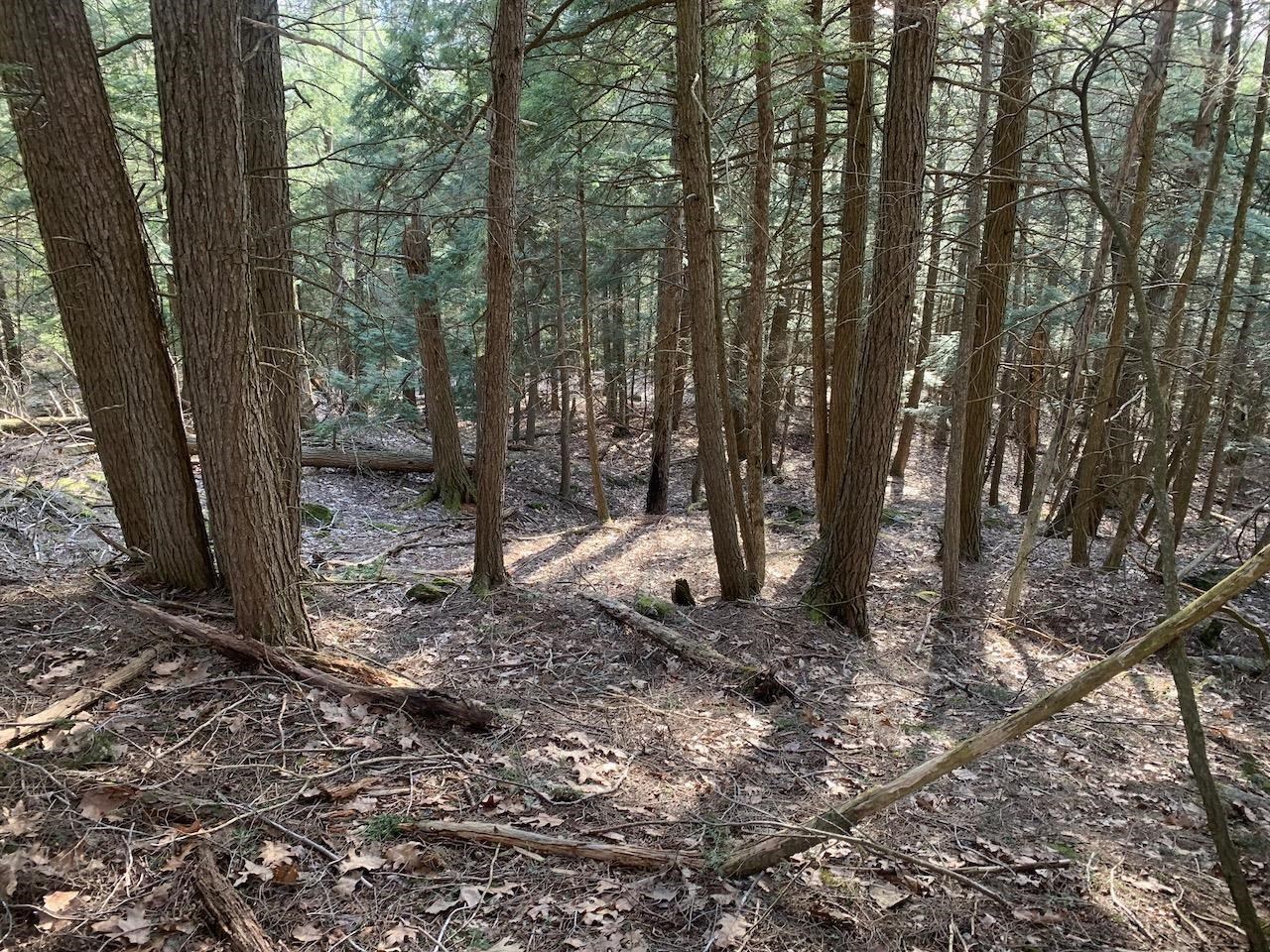 00 Brownsville Hartland Road