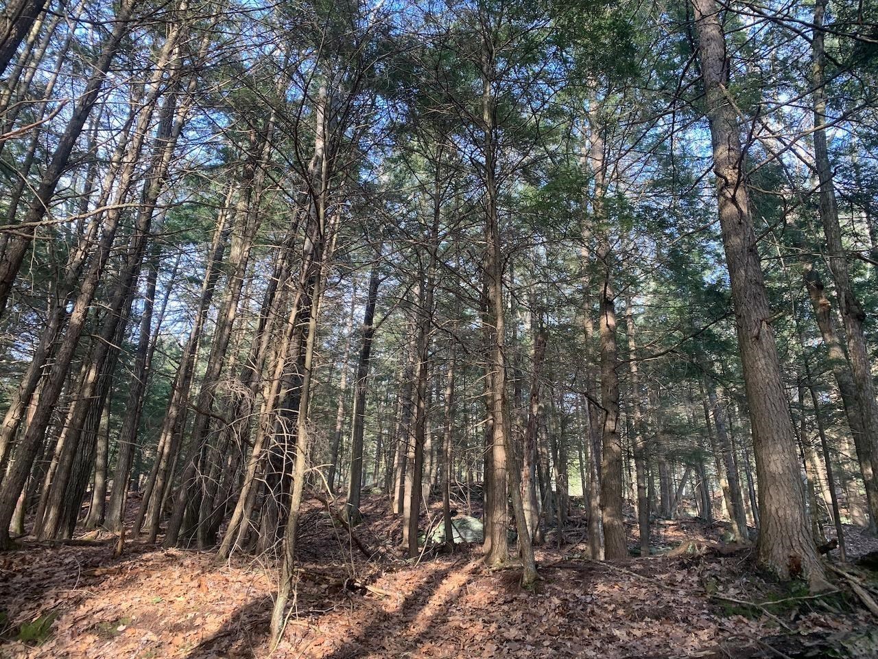 00 Brownsville Hartland Road