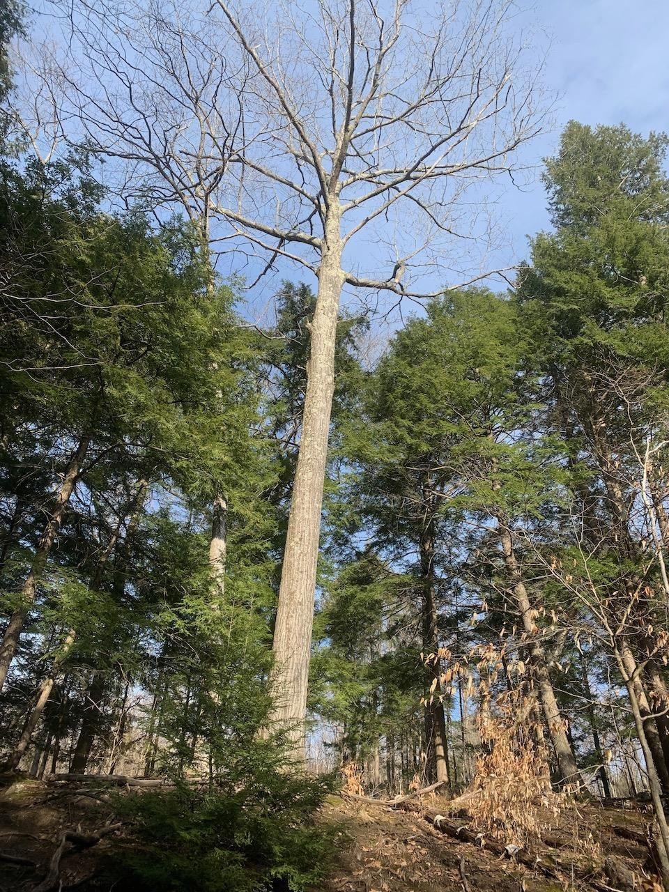 00 Brownsville Hartland Road