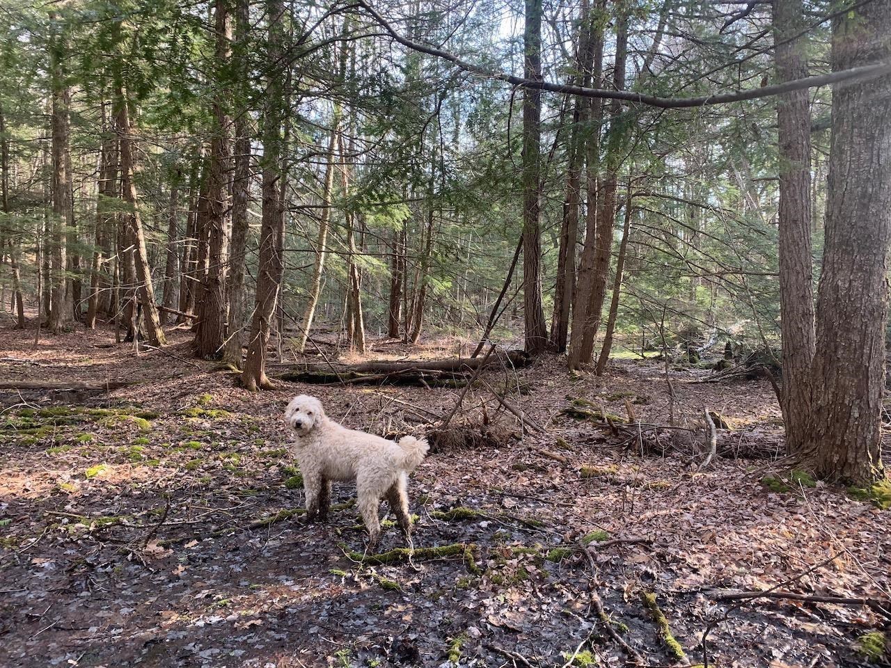 00 Brownsville Hartland Road