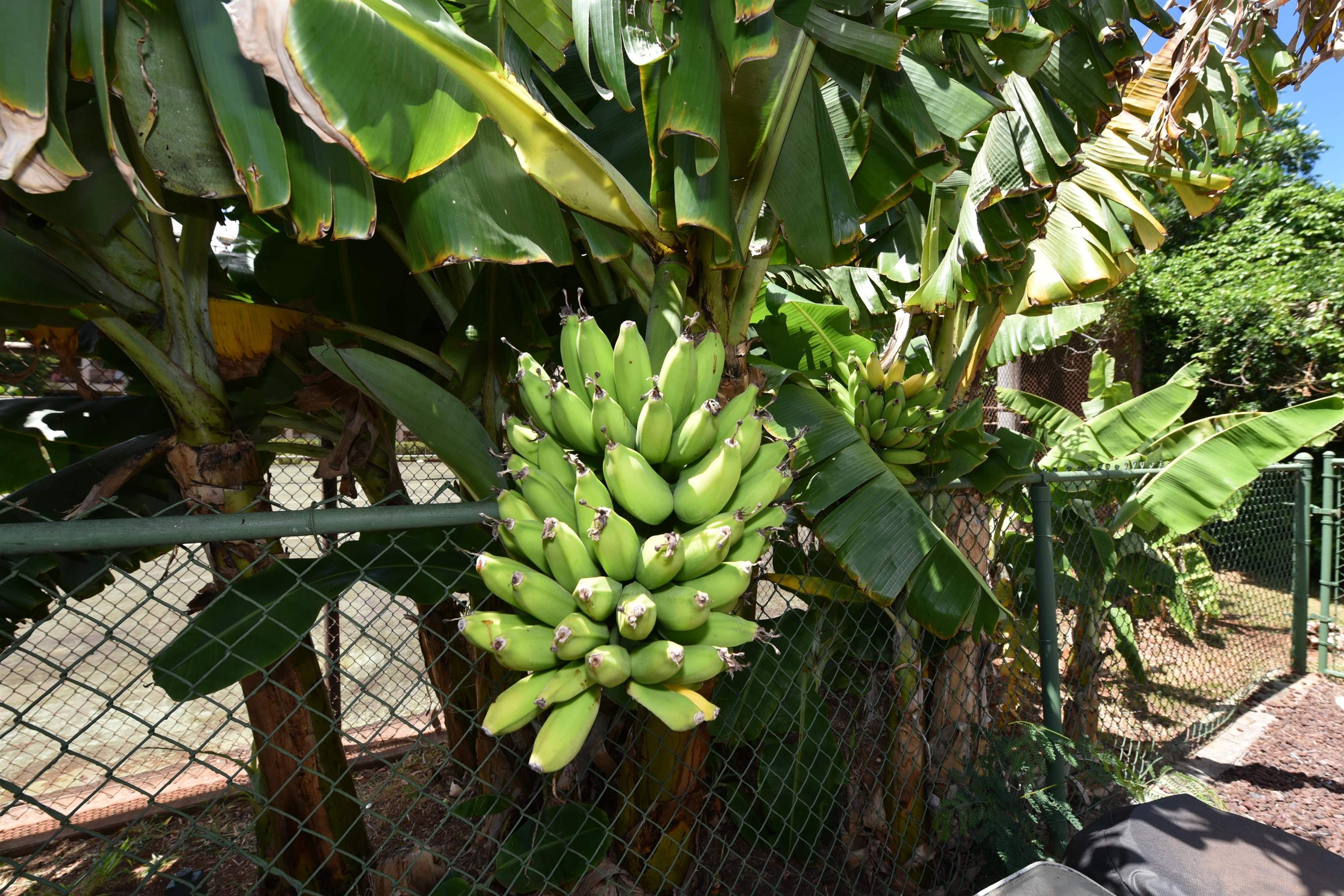 3660 Lower Honoapiilani Rd Unit: 413