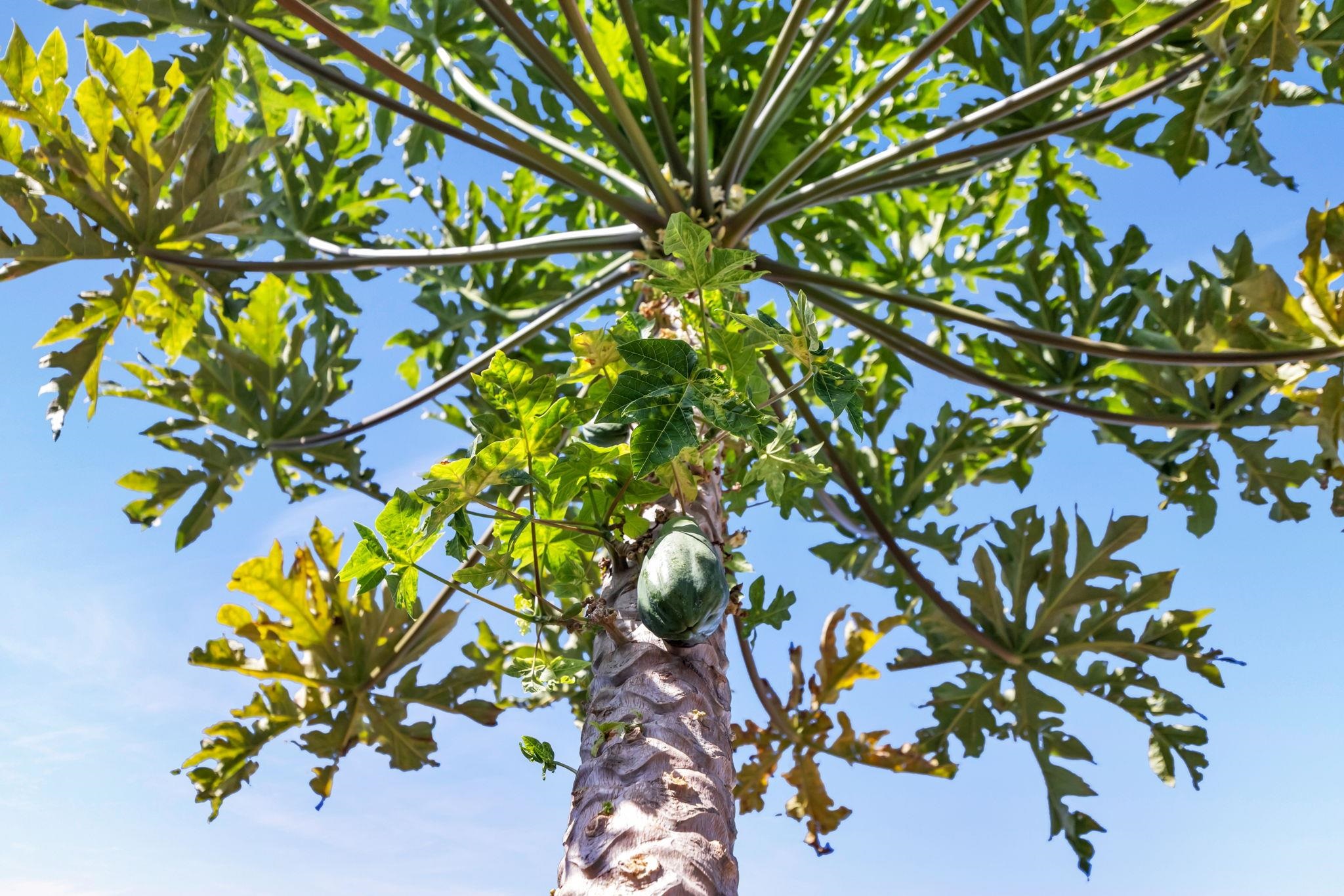 5131 Hanawai St Unit: F