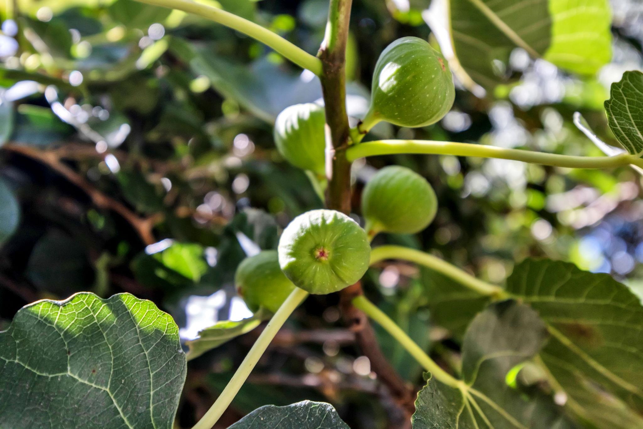 5131 Hanawai St Unit: F