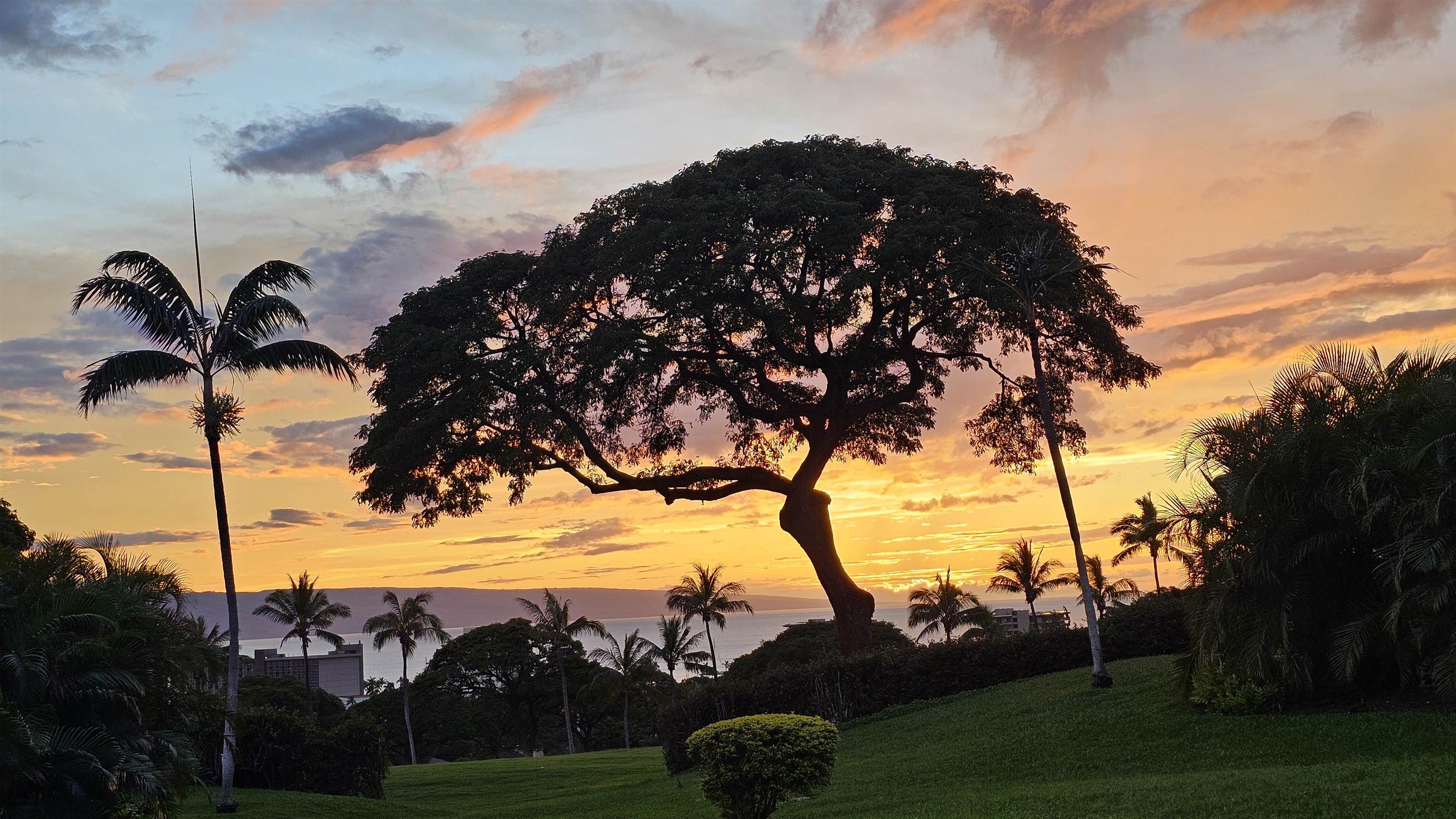 Landscaped grounds with palms and a broad tree silhouetted against an ocean sunset.