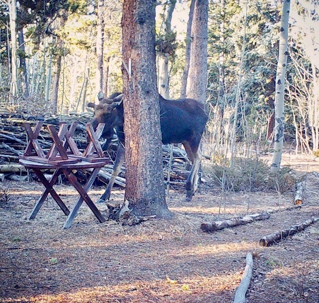 61 Squirrel Tail COURT