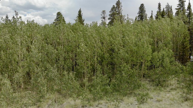 61 Squirrel Tail COURT