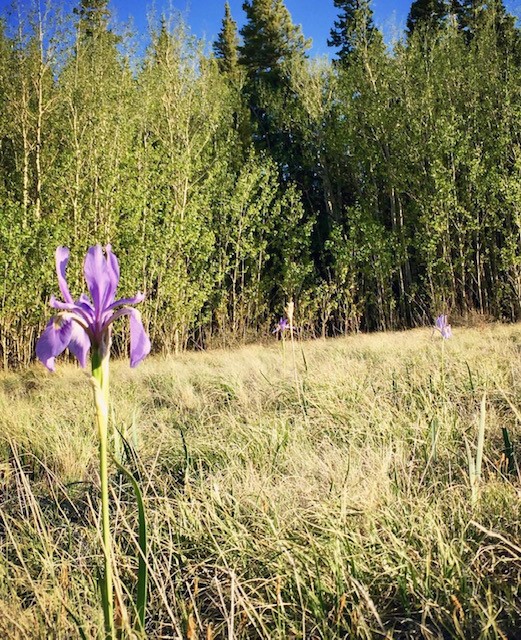 61 Squirrel Tail COURT