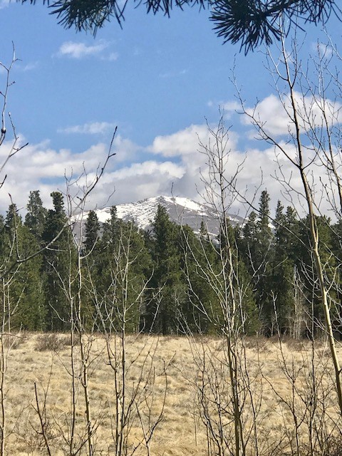 61 Squirrel Tail COURT