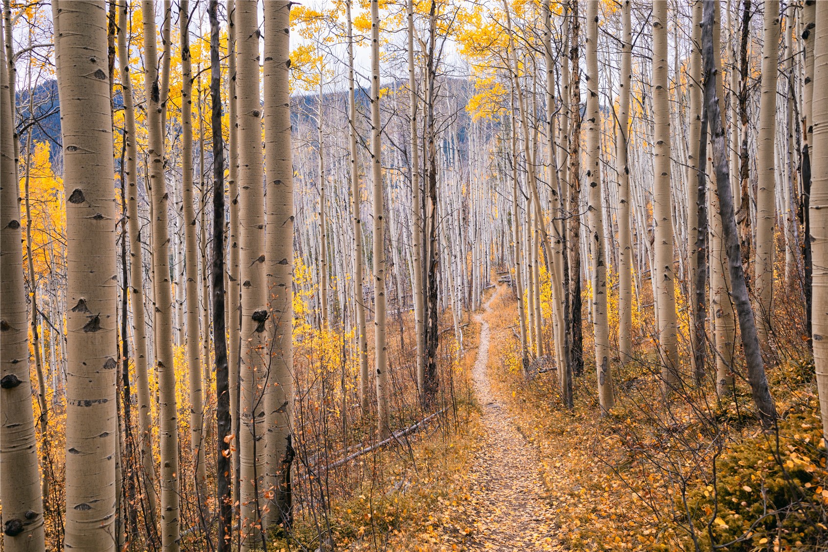 190 Easy Bend TRAIL