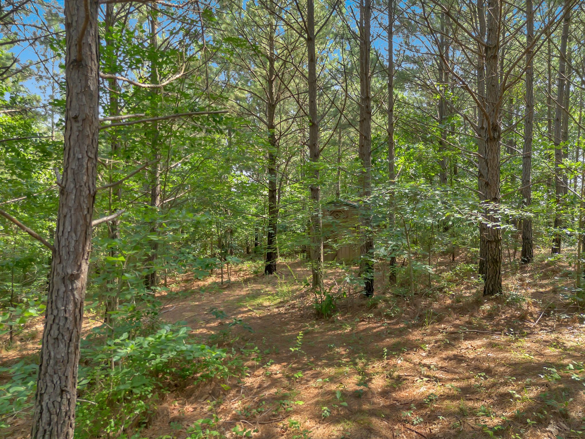 Wooded property with tall pines and a small outbuilding partly hidden by dense foliage.