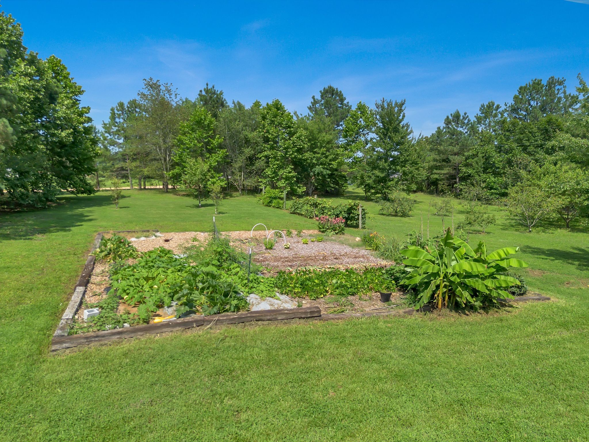 Backyard garden bed bordered by lawn, with leafy plants and mature trees.