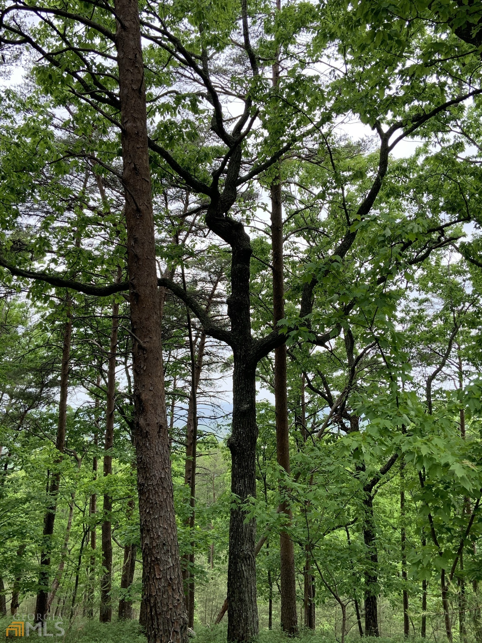 255 Owl Ridge Way Unit: 255