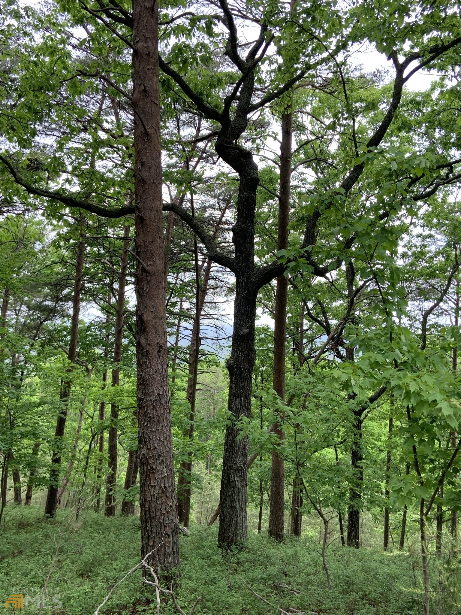 255 Owl Ridge Way Unit: 255