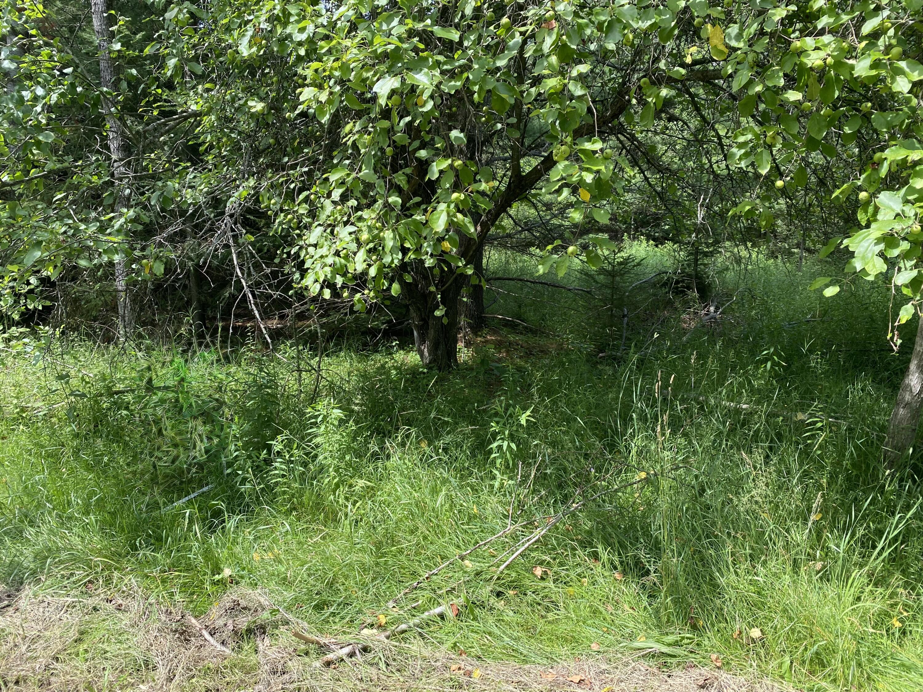 V/L Walsh Road, 36.16 acres