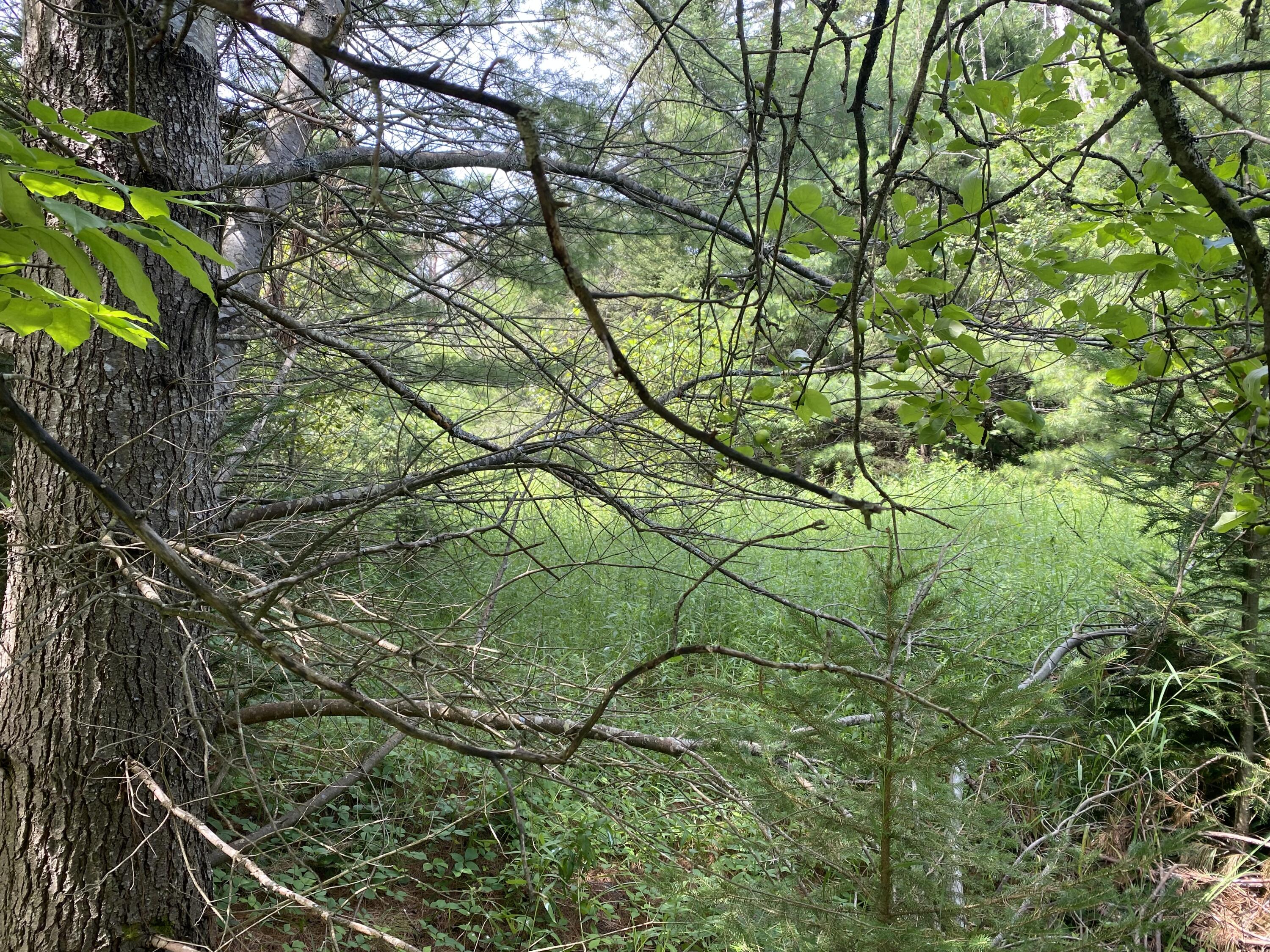 V/L Walsh Road, 36.16 acres