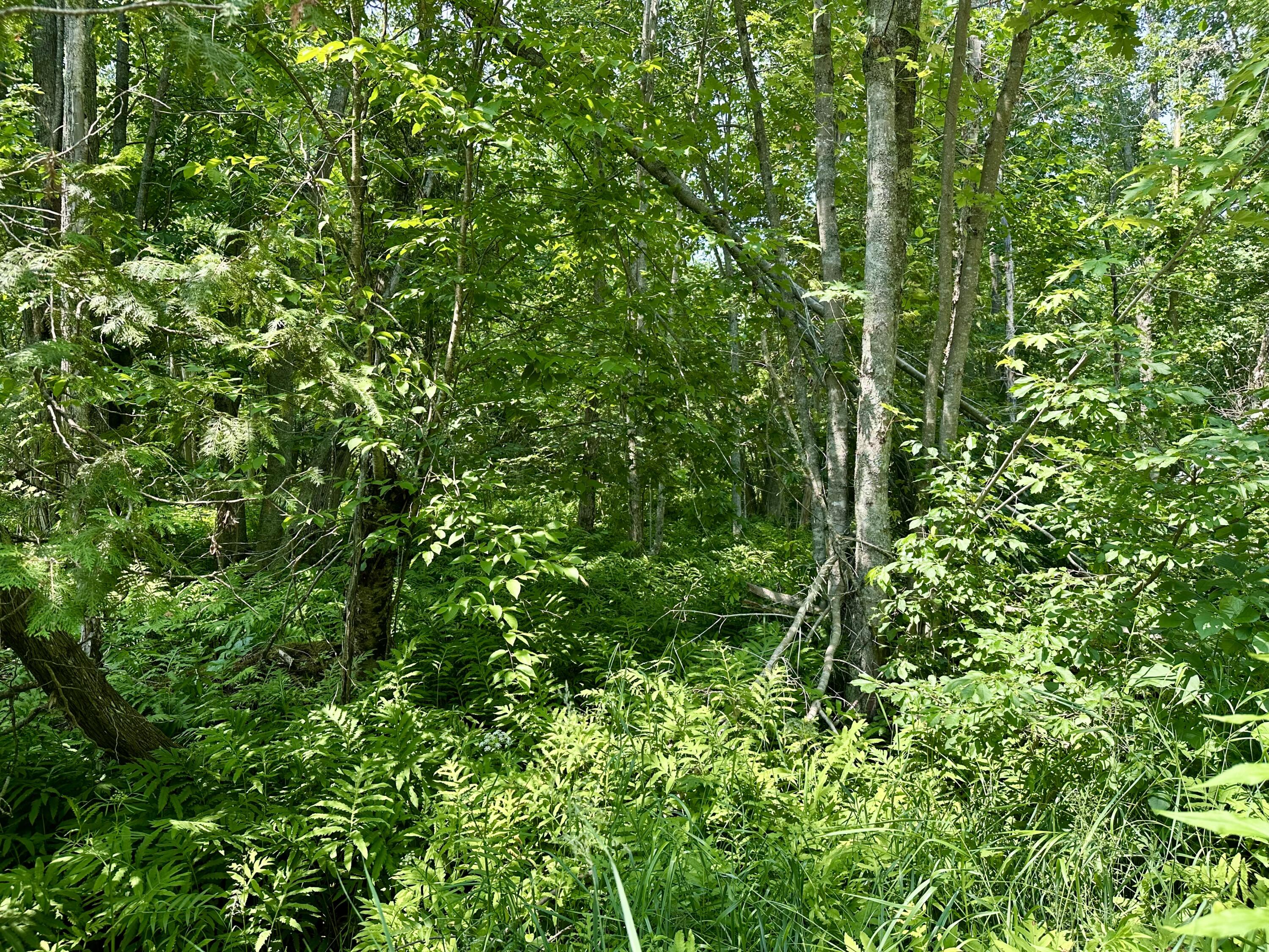 V/L Walsh Road, 36.16 acres