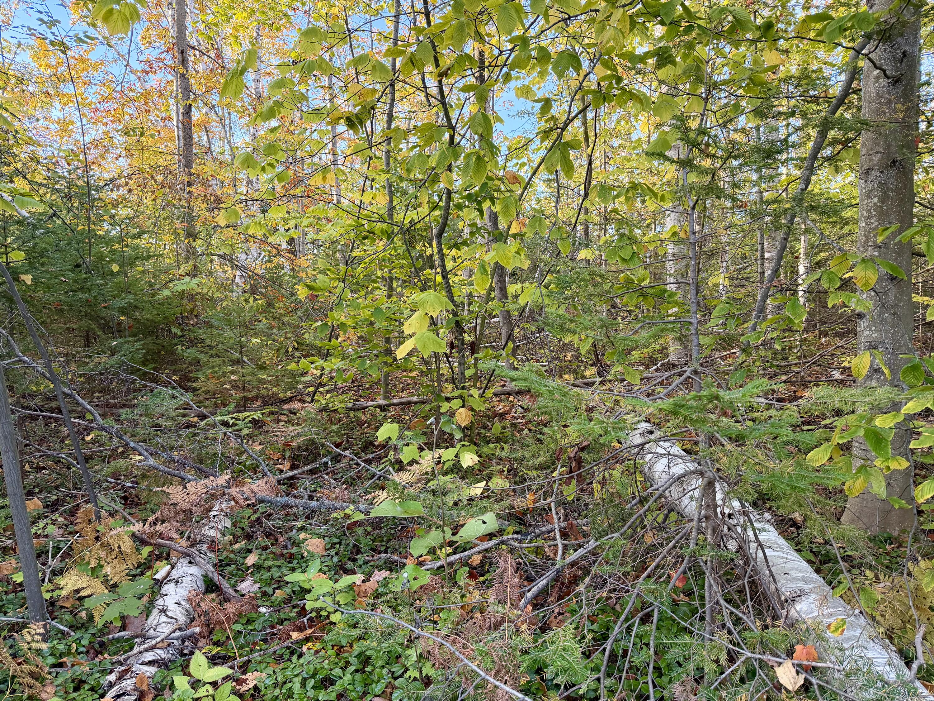 12074 US-23 Highway, 3.76 acres