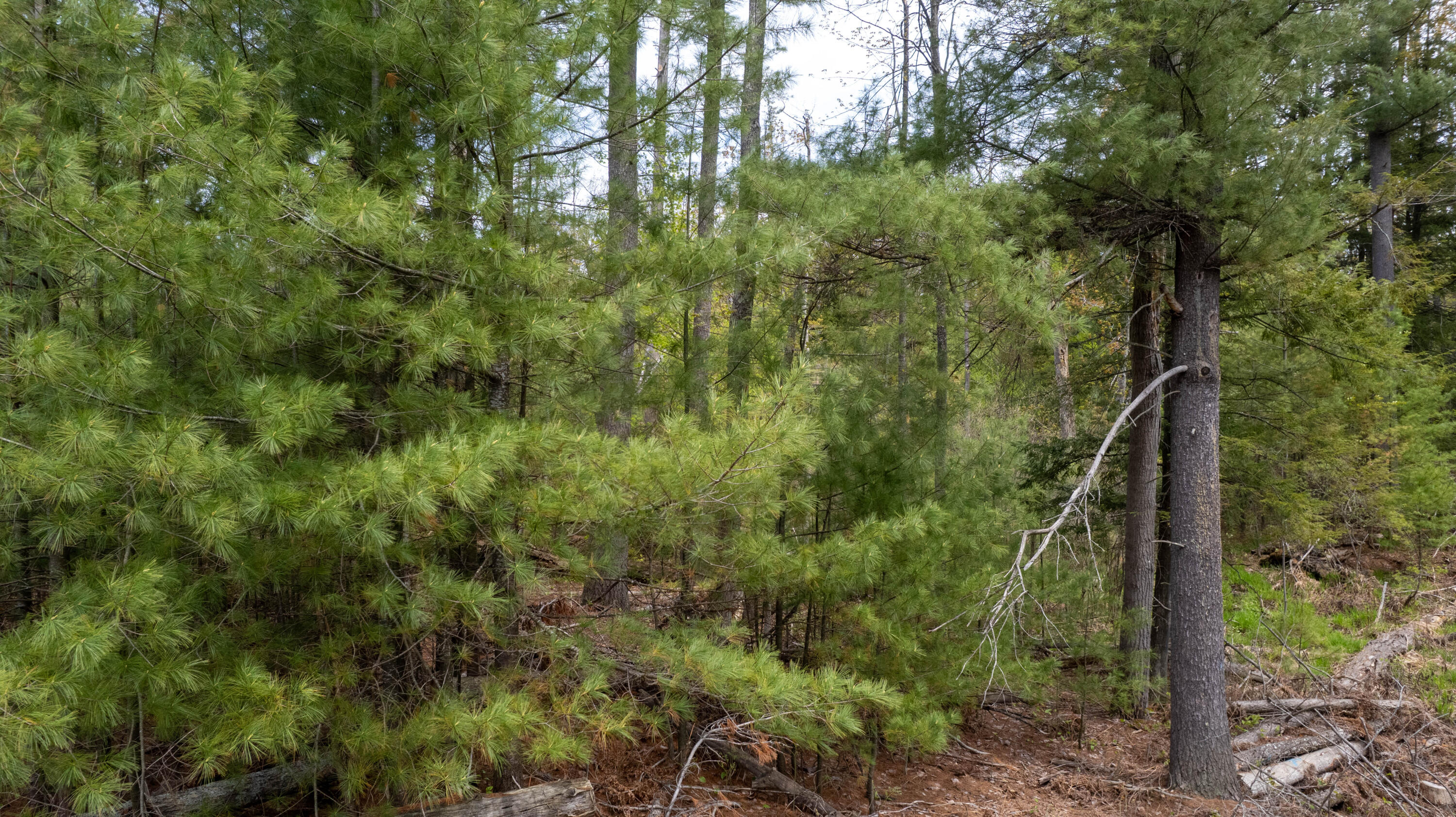 10 AC U.S. 31 Highway, 10 acres