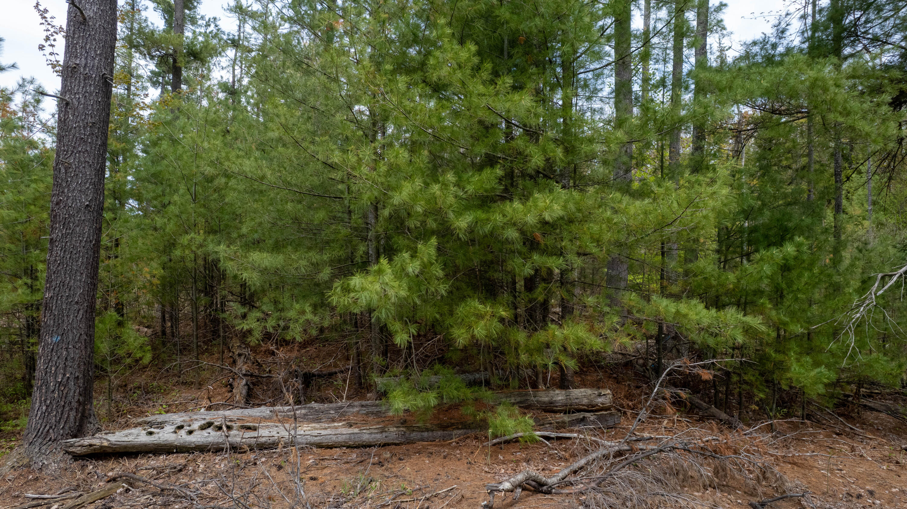 10 AC U.S. 31 Highway, 10 acres