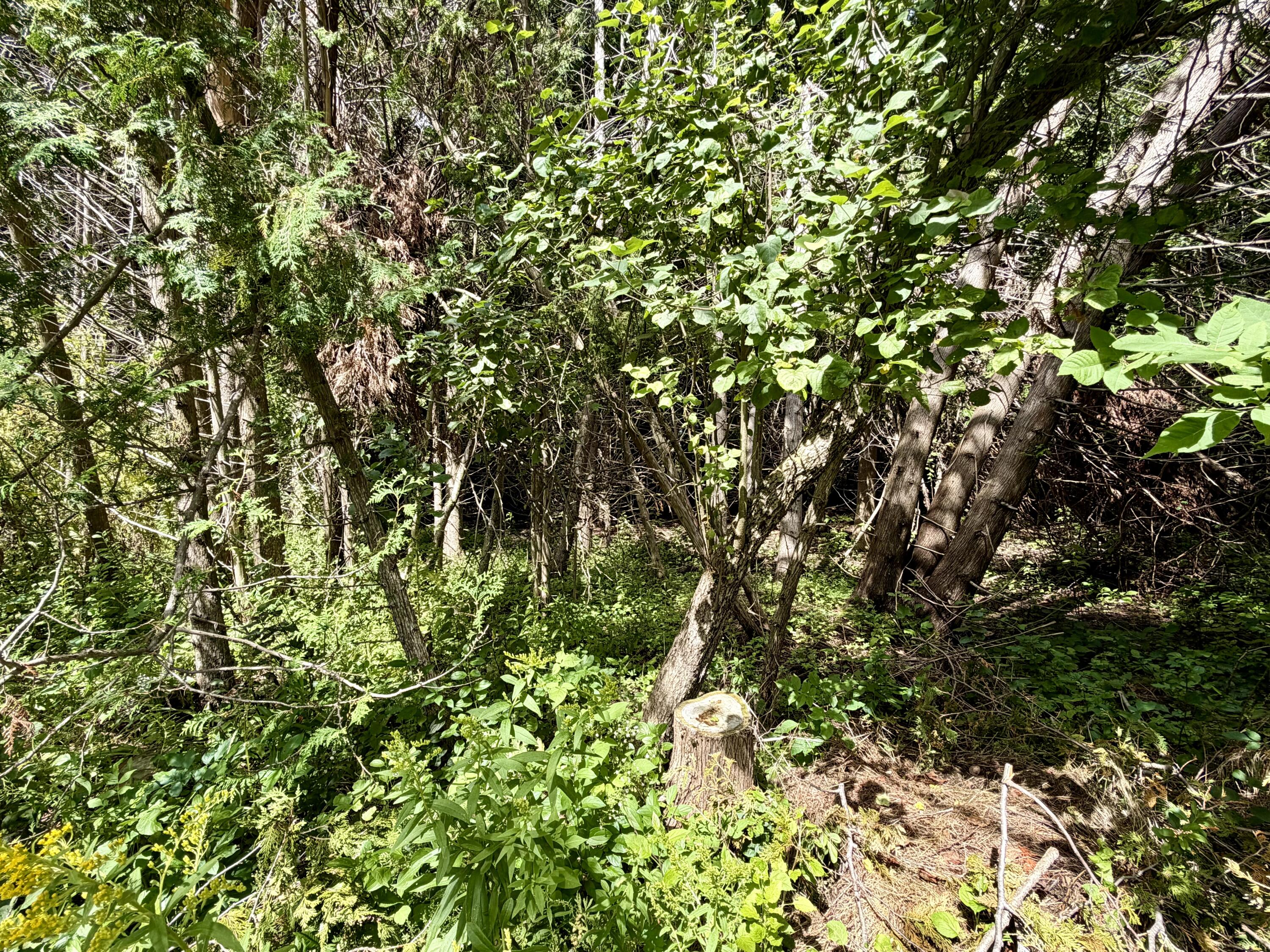 3181 Canton Drive, Lots 32 & 33