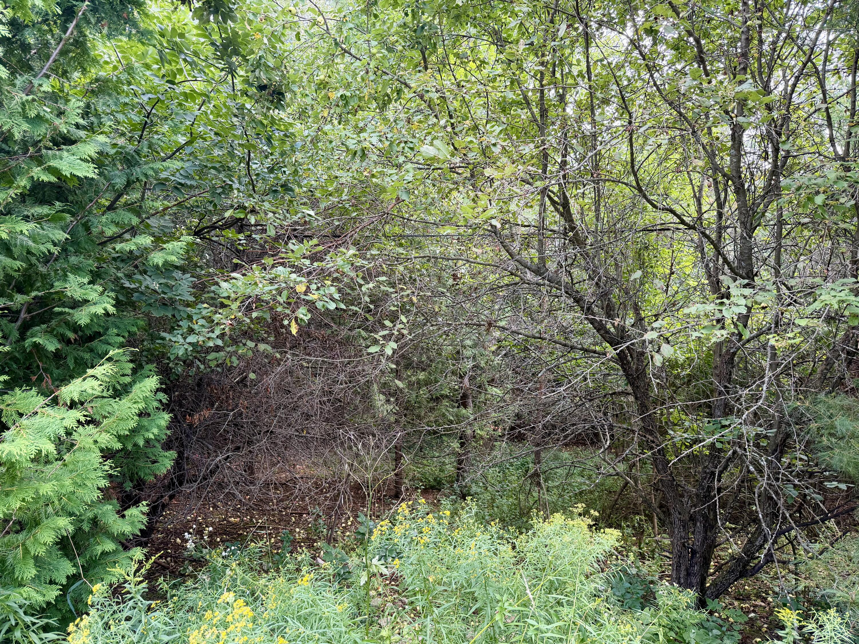 3181 Canton Drive, Lots 32 & 33