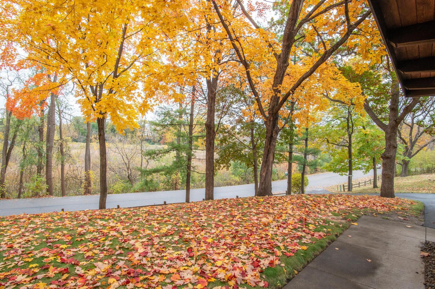 Autumn front yard beneath golden trees, with fallen leaves, a sidewalk, and a quiet road.