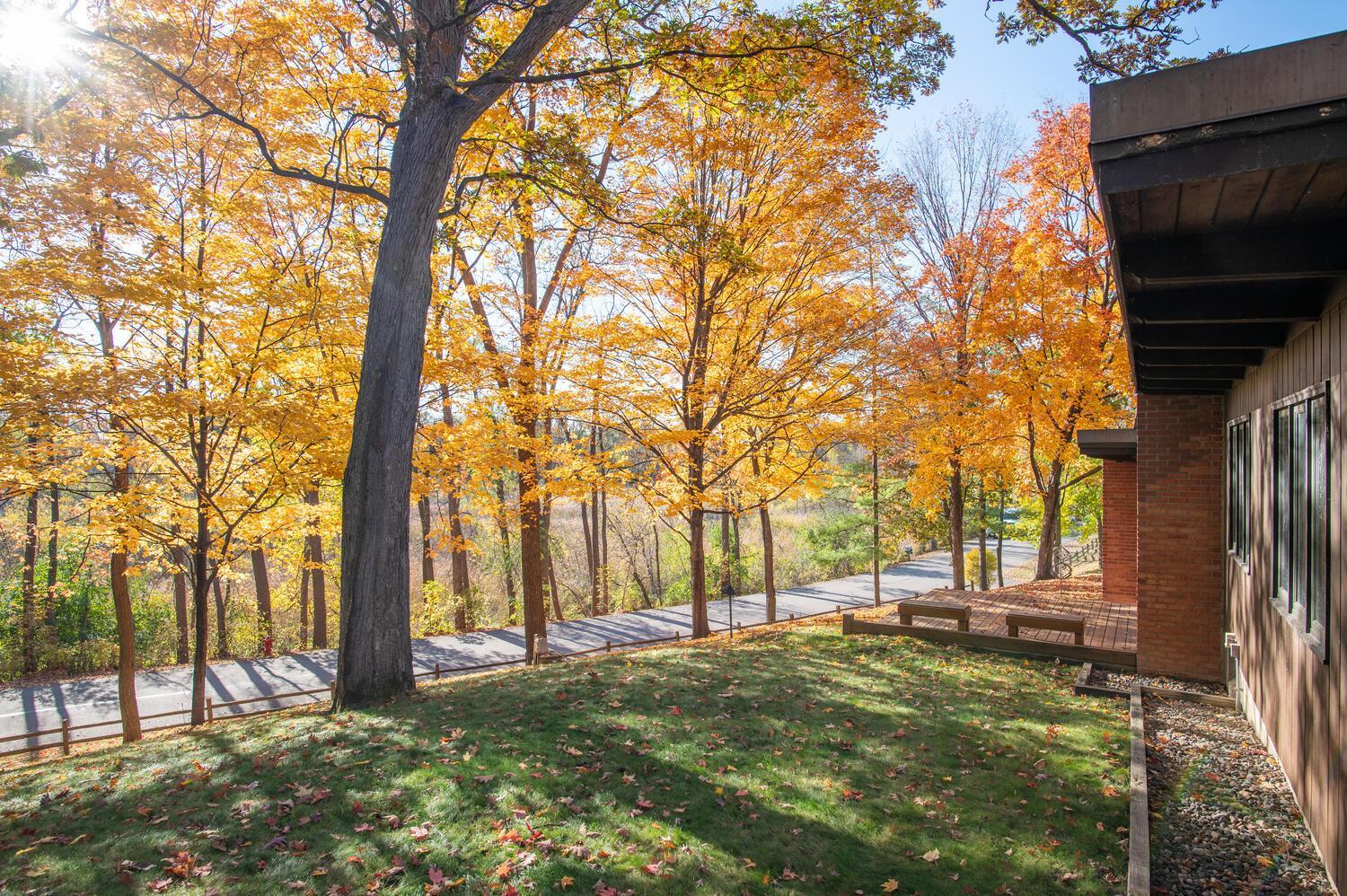 Yard beside a raised deck, framed by mature trees with vivid autumn foliage.