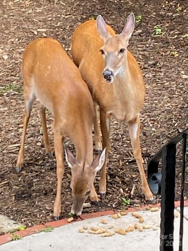 124 Jenny Lind Drive