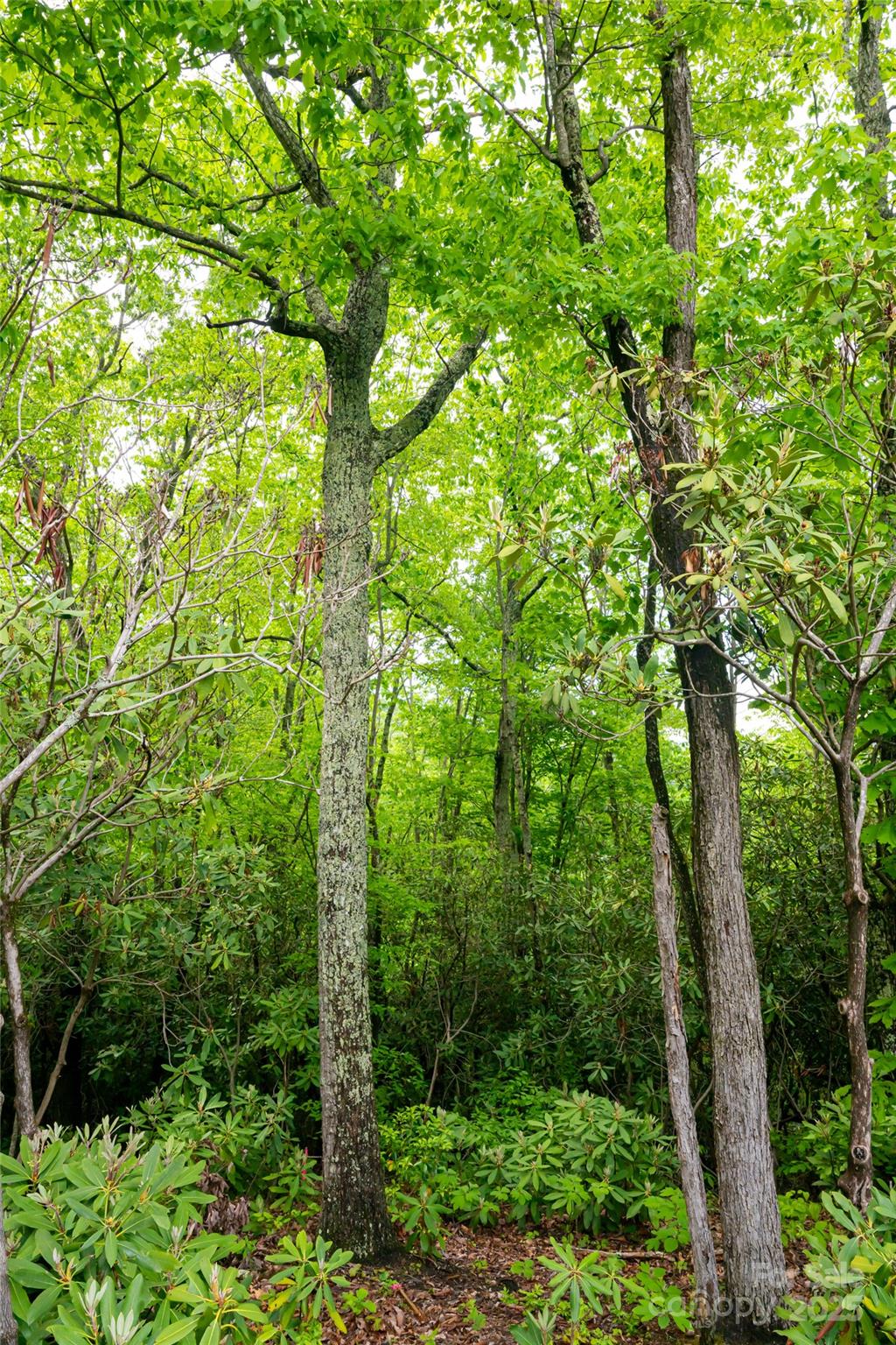 1111 Elm Tree Lane