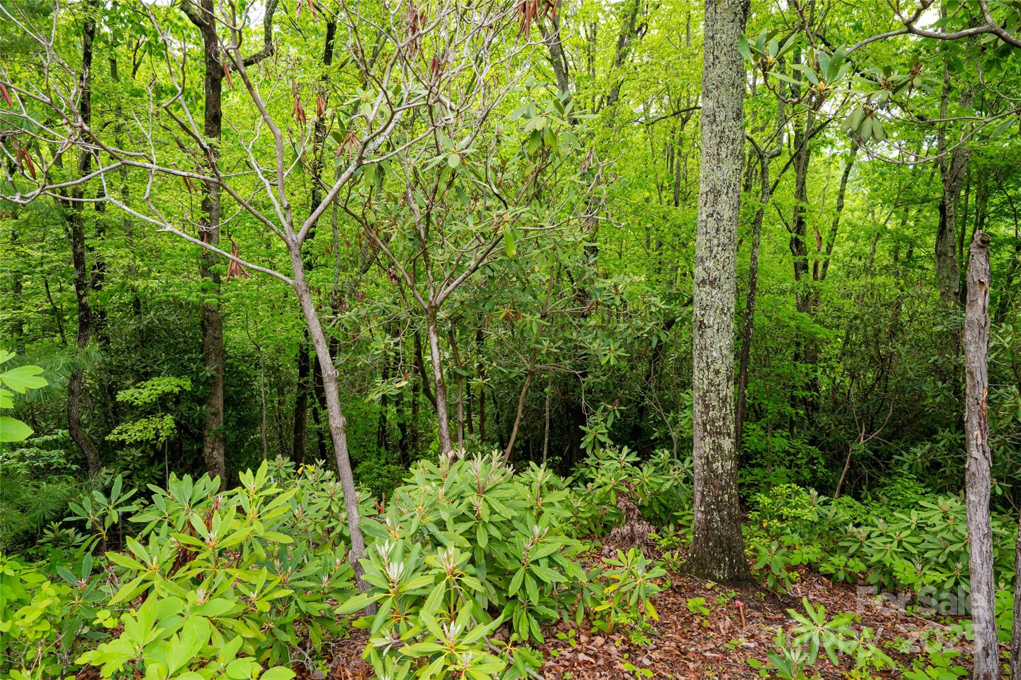 1111 Elm Tree Lane