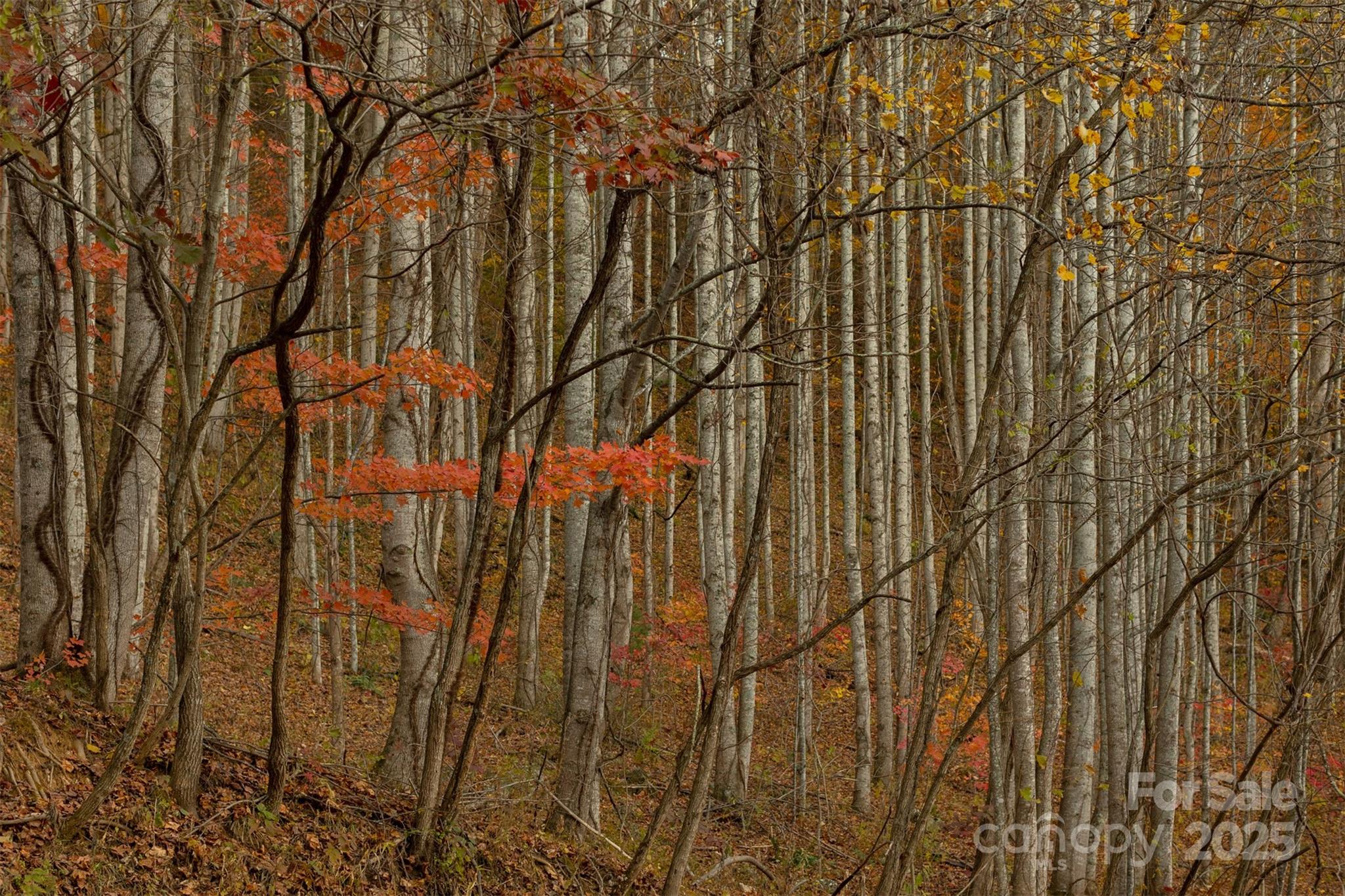 0 Wesley Creek Road Unit: 1 and #2