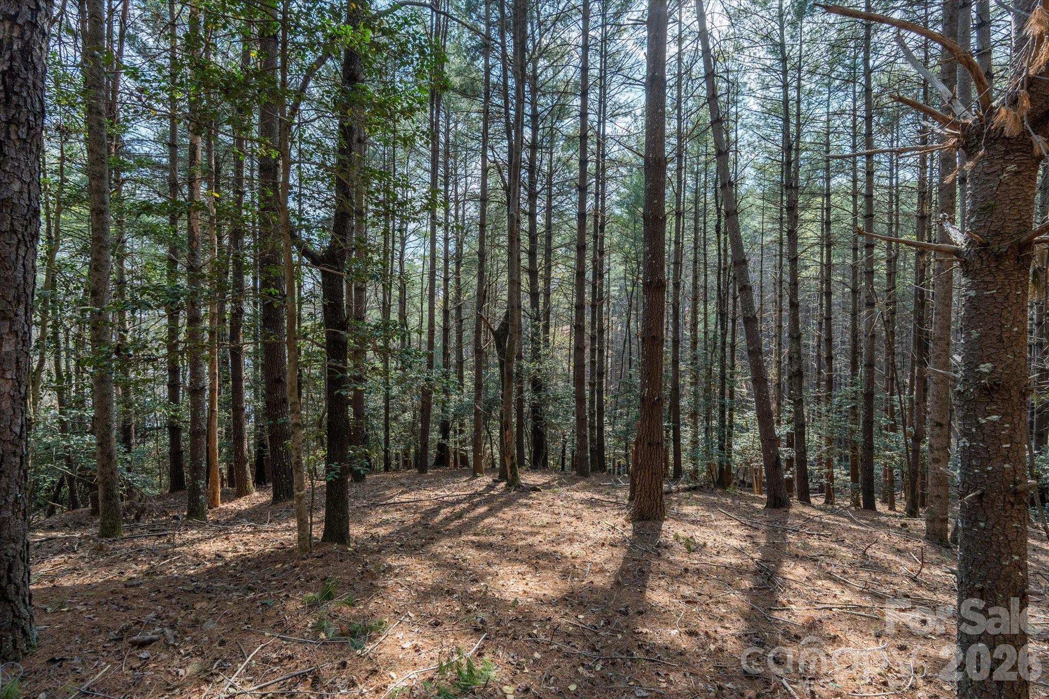 40 Turtle Head Drive