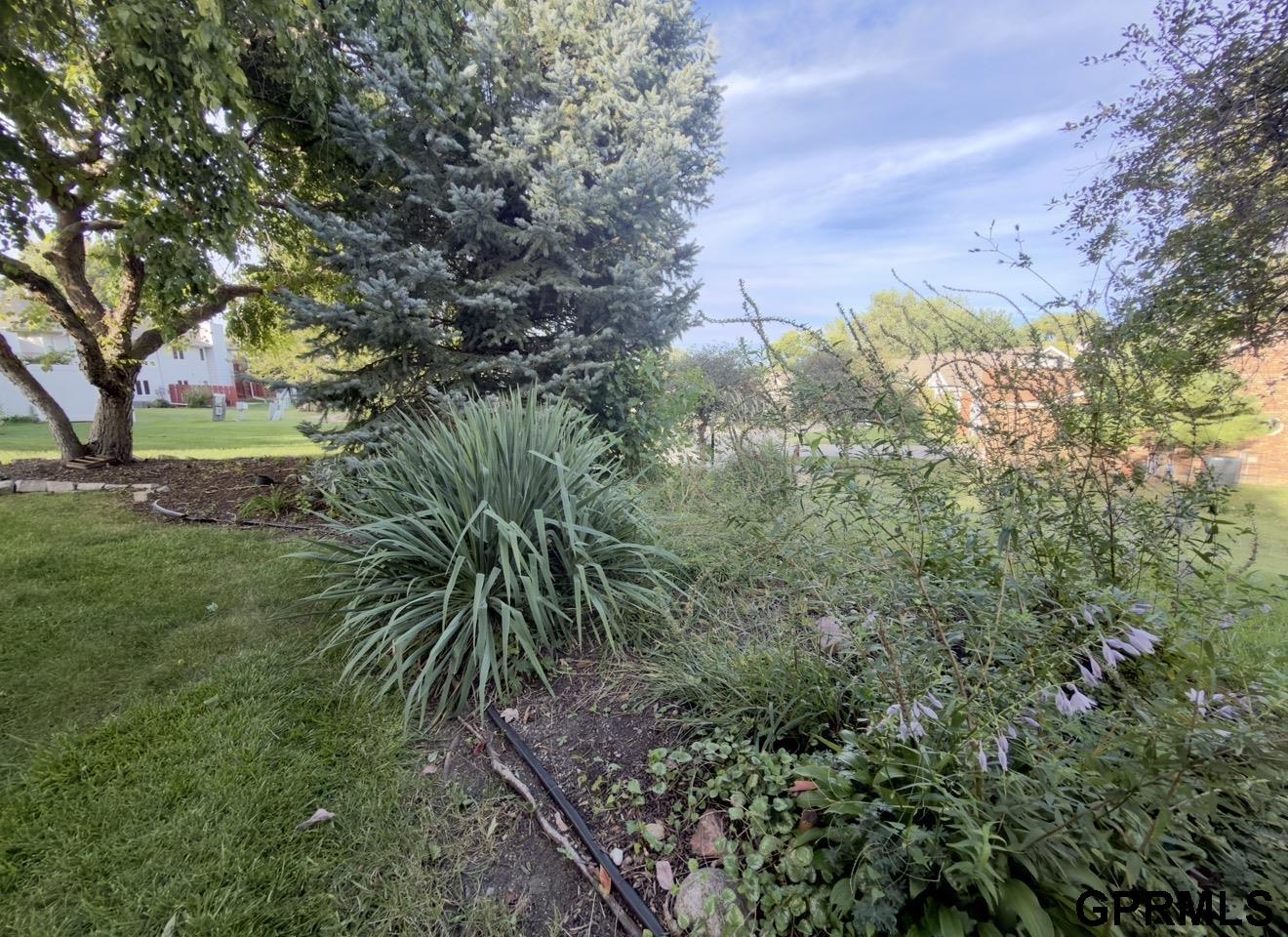 Landscaped garden with a large blue spruce, ornamental grasses, and flowering perennials.