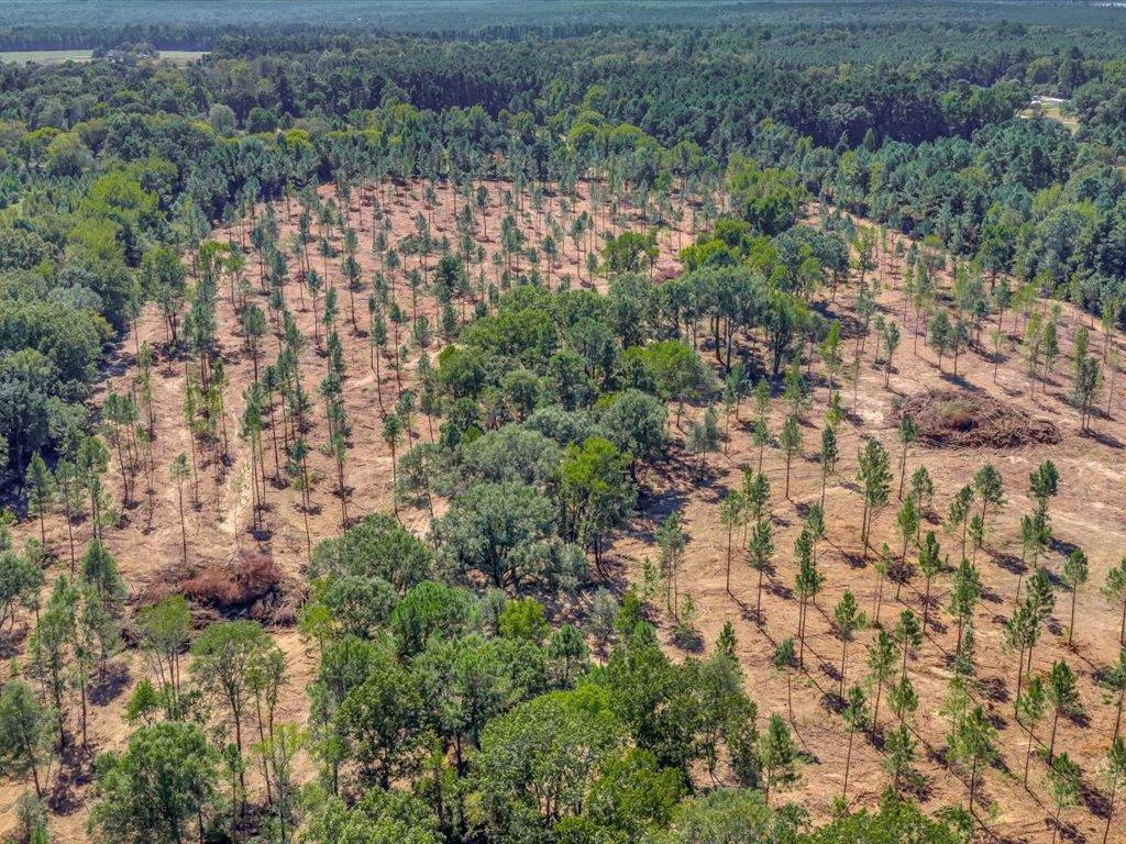 PID 32475 Austin Lane